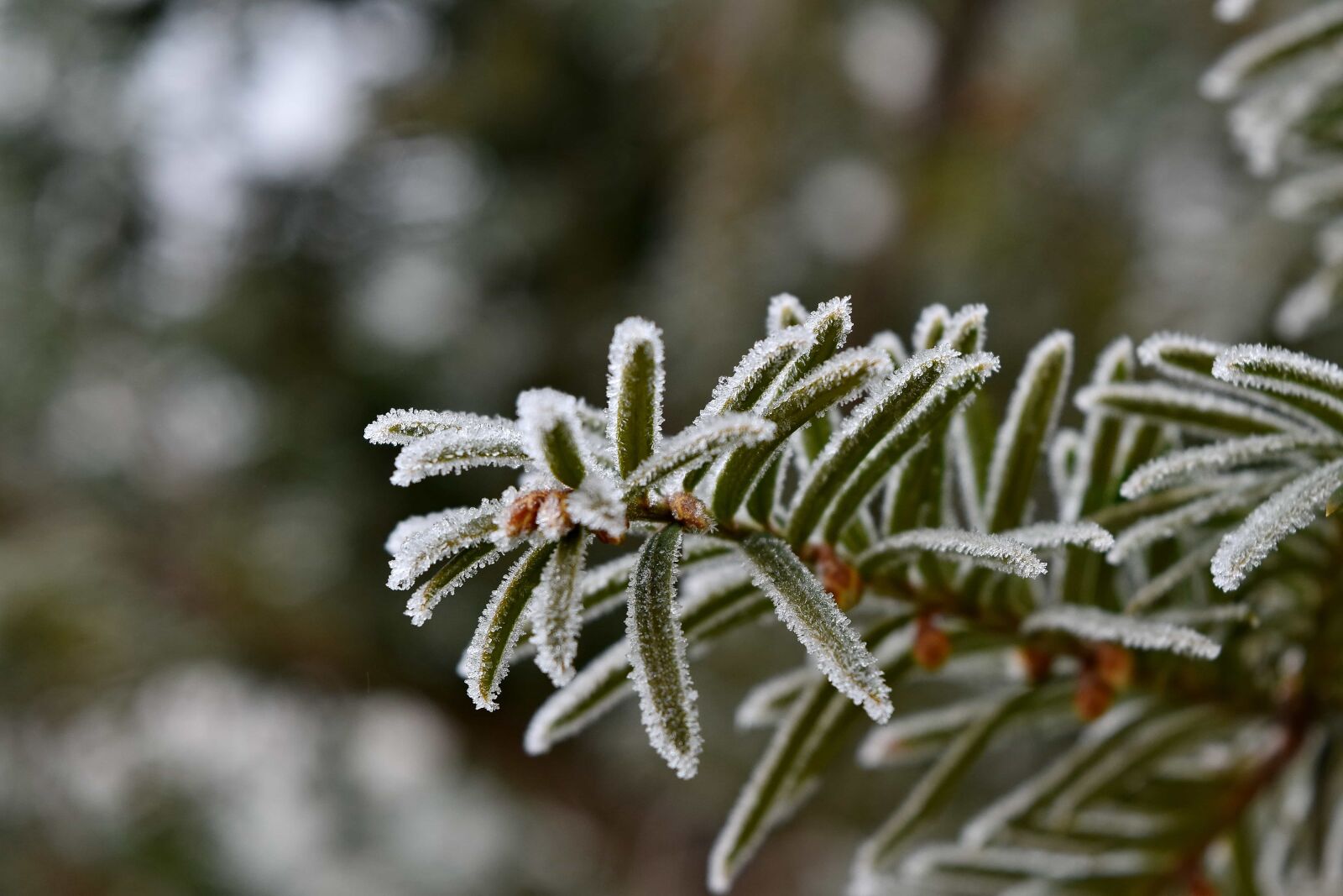 Nikon D5500 sample photo. Branches, cold, conifer, freeze photography