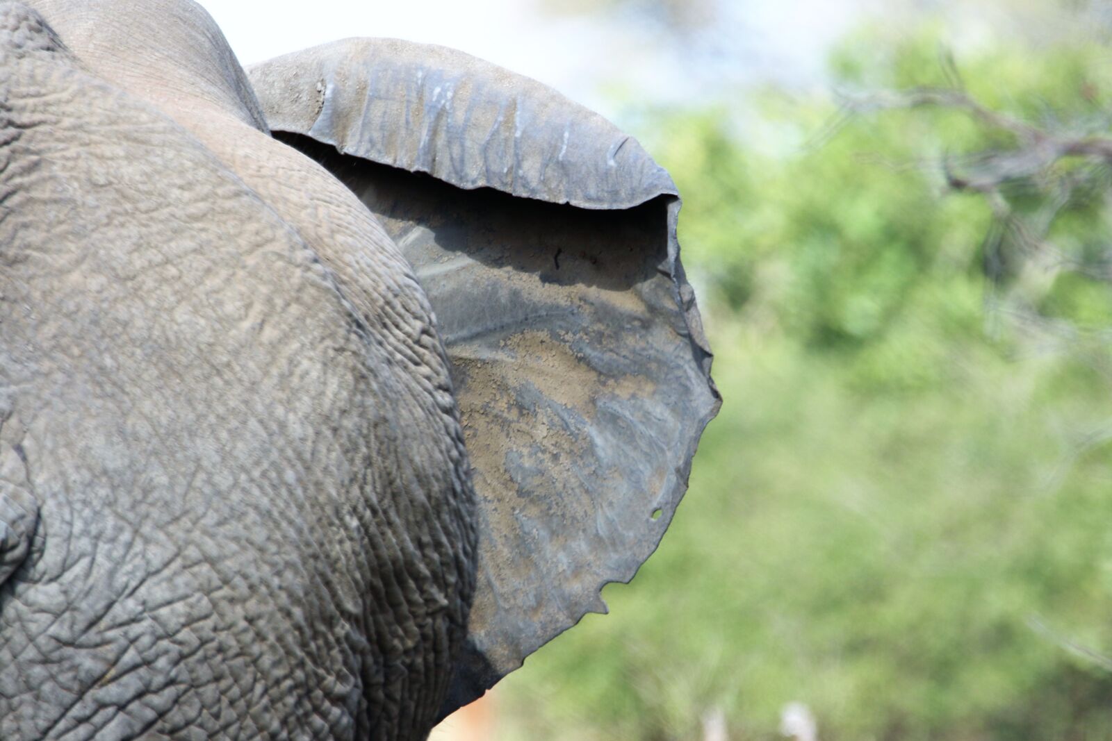 Canon EOS 7D Mark II sample photo. Animal, big, five, bushes photography