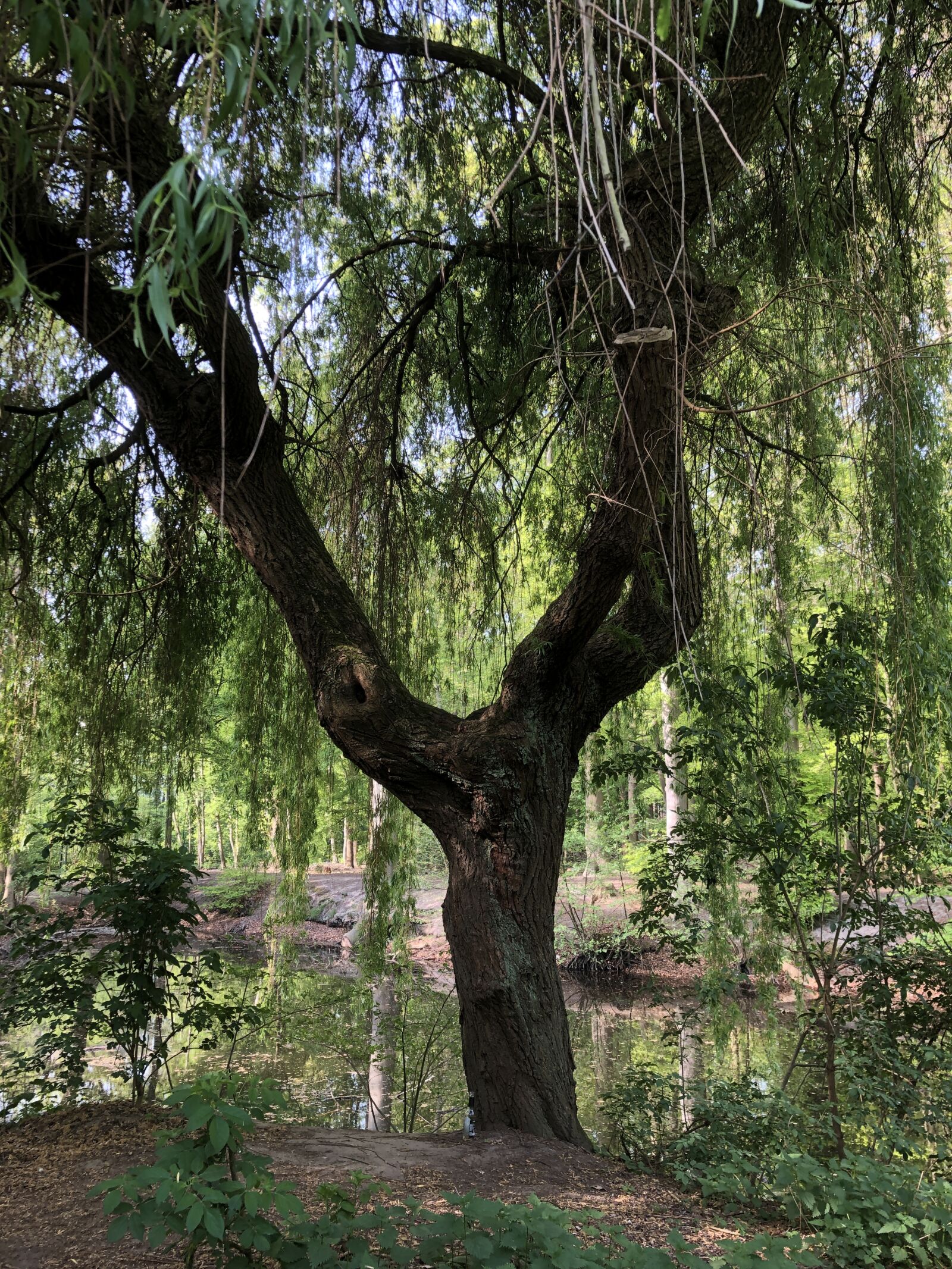 iPhone 8 back camera 3.99mm f/1.8 sample photo. Tree, pond, park photography
