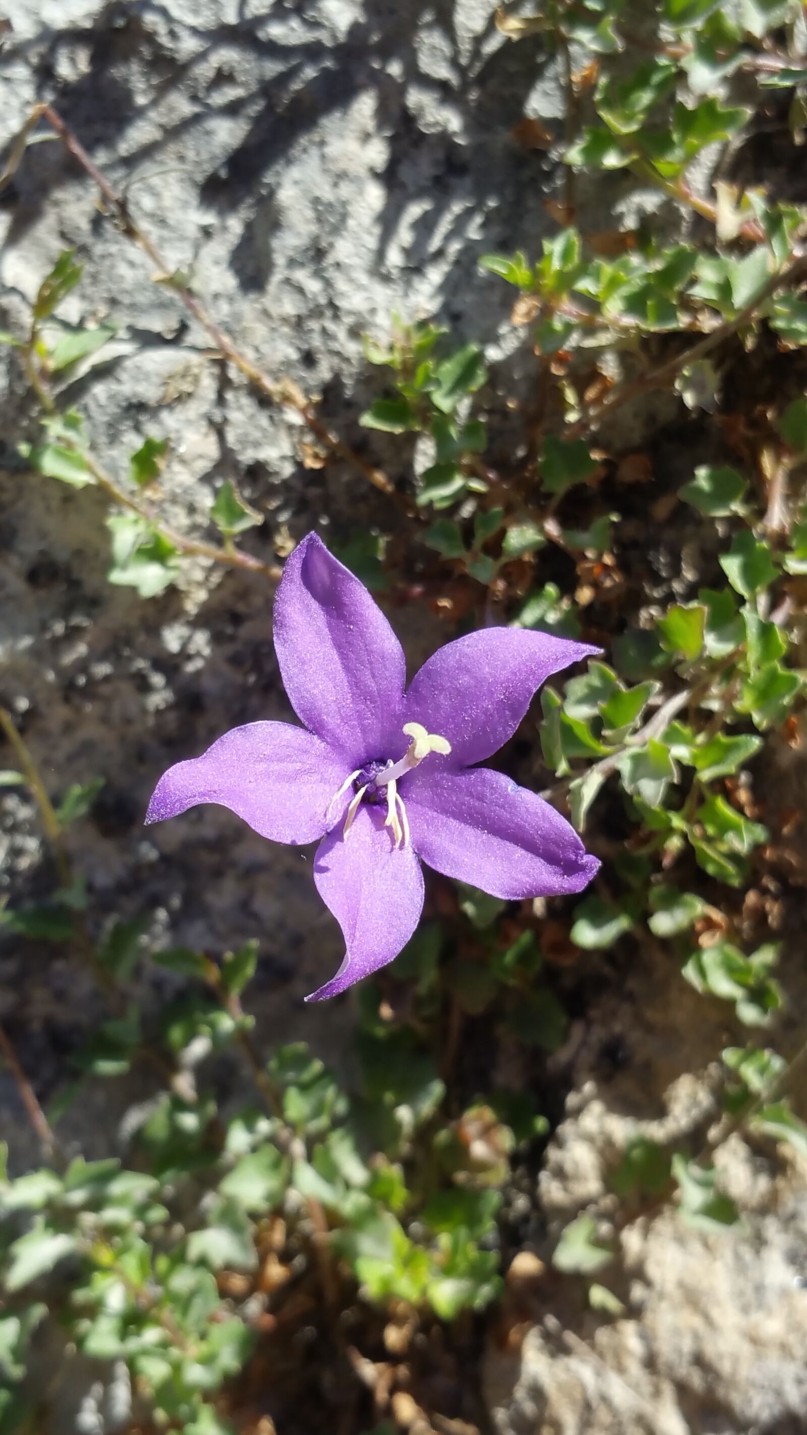 Samsung Galaxy Note4 sample photo. Flower, nature, spring photography