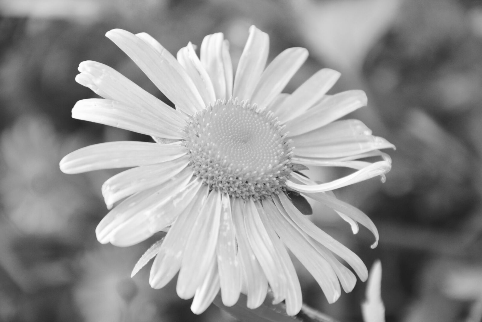 Nikon D5200 sample photo. Flower, photo black white photography