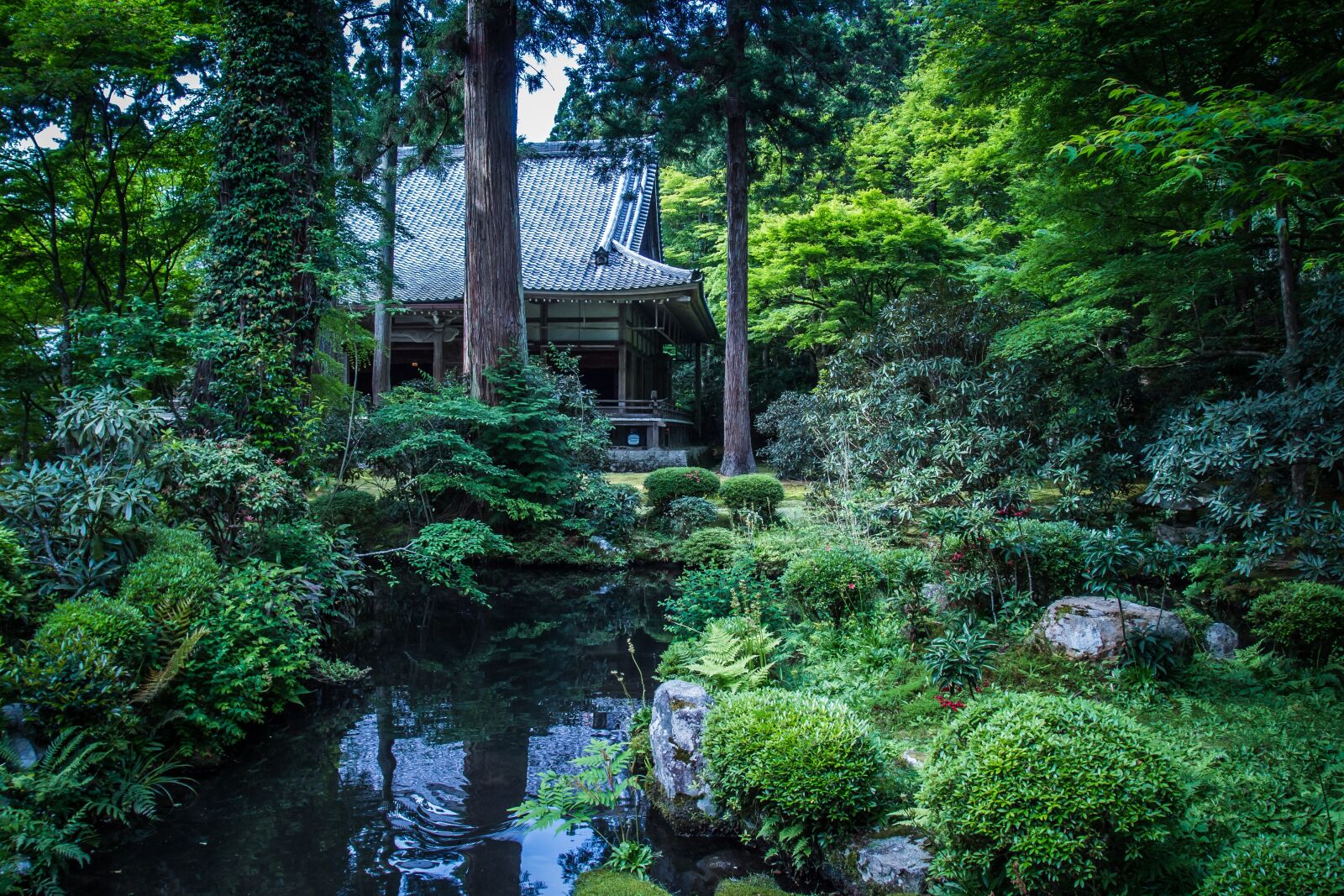 PENTAX RICOH IMAGING PENTAX MX-1 sample photo. Landscape, natural, garden photography