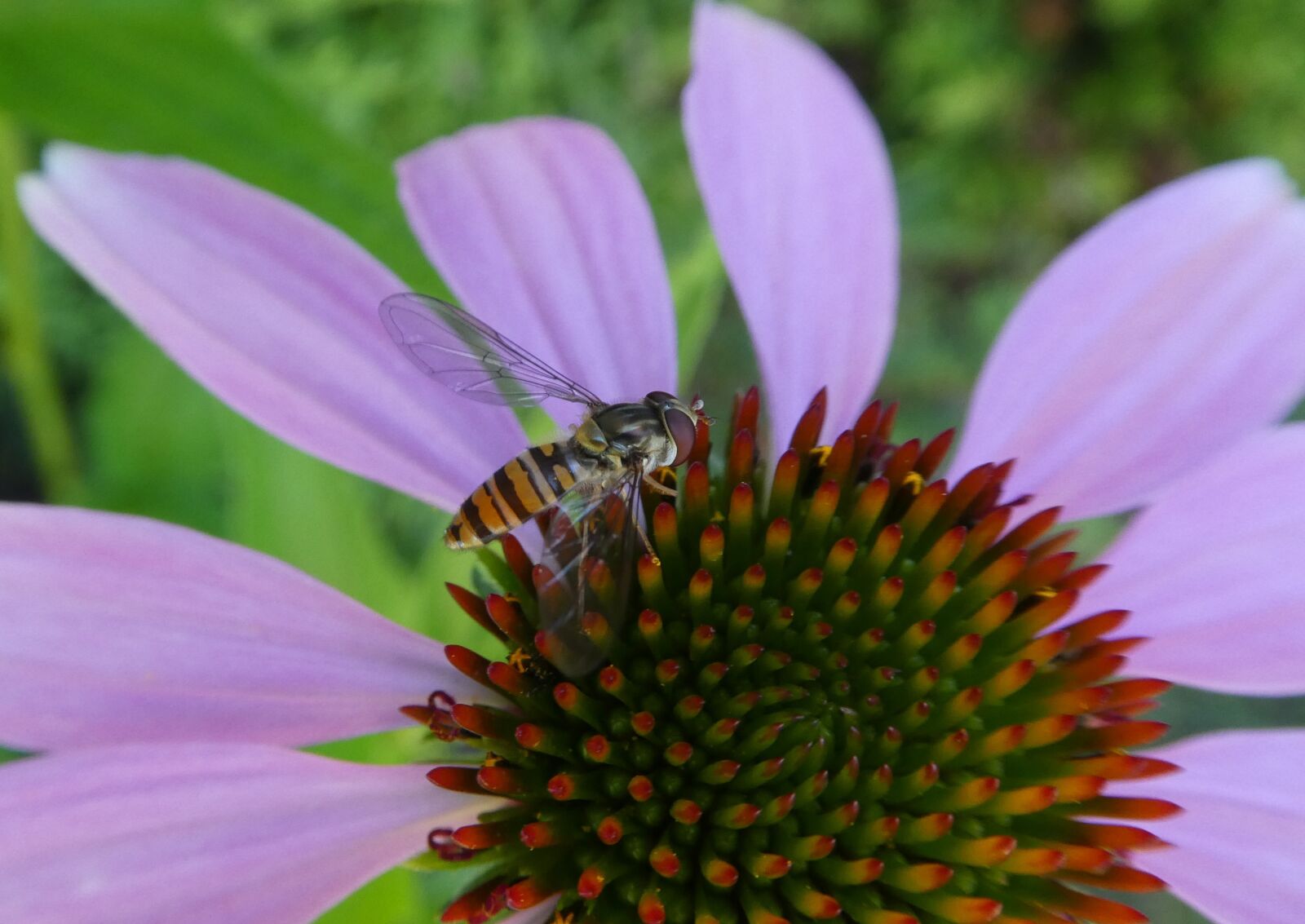 Panasonic DMC-TZ81 sample photo. Coneflower, hoverfly, close up photography