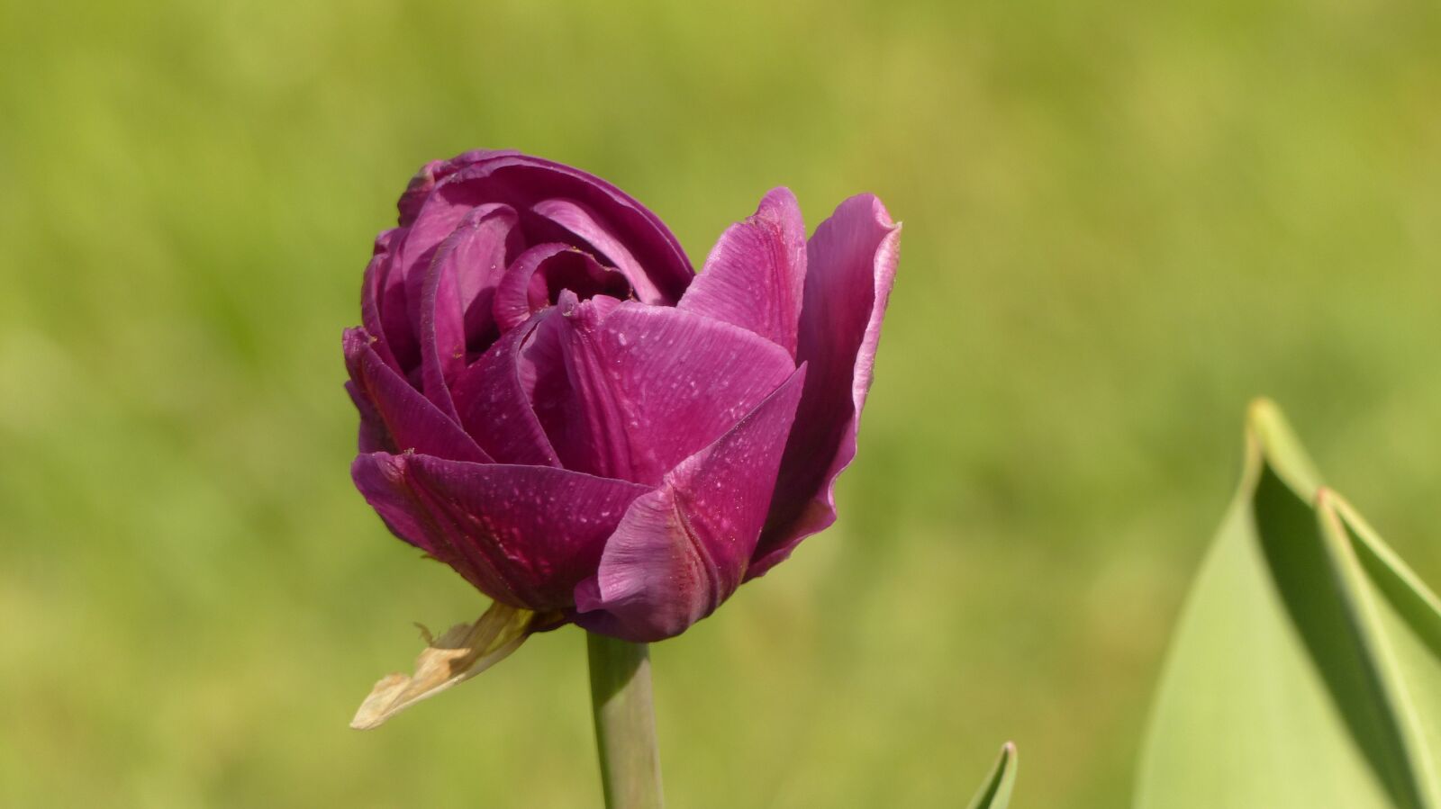 Panasonic Lumix DMC-FZ200 sample photo. Tulip, purple, spring photography