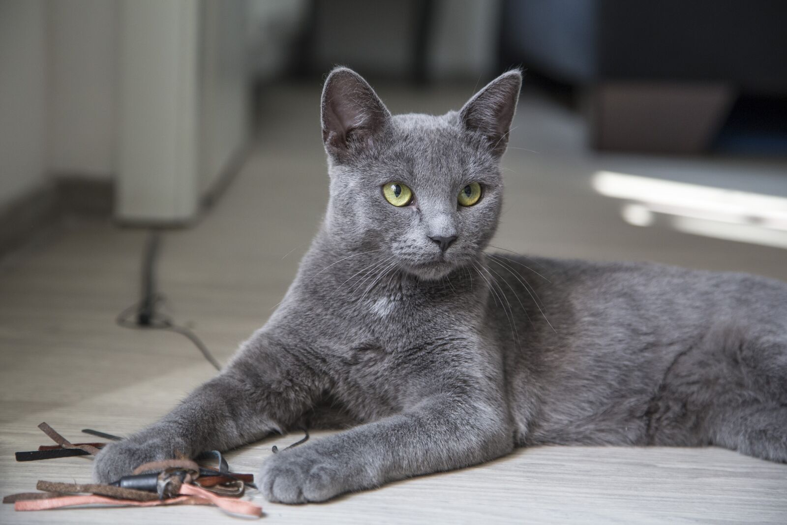 Canon EOS 6D + Canon EF 24-105mm F4L IS USM sample photo. Cat, fluffy, feline photography