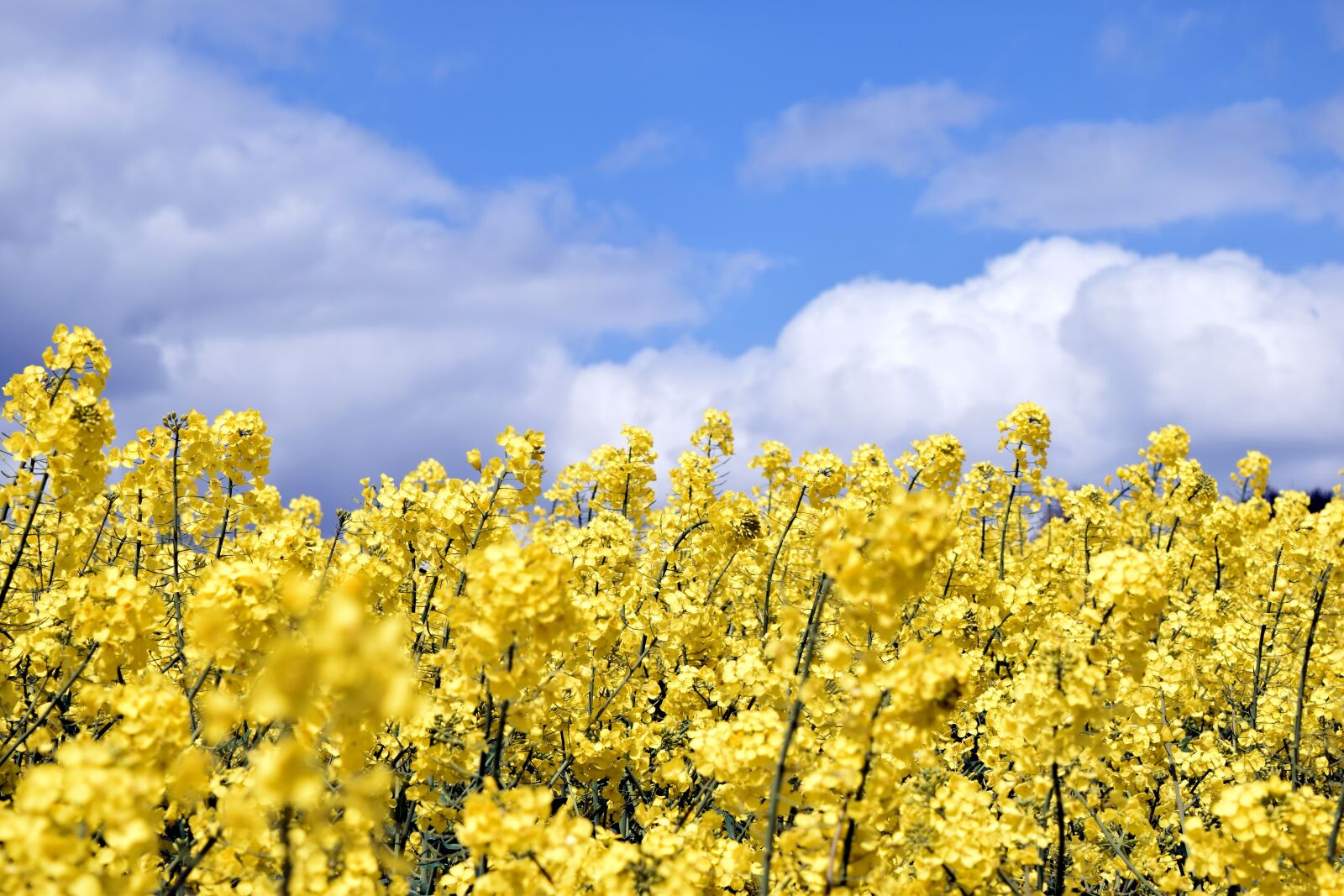 Nikon D5300 sample photo. Field of rapeseeds, sky photography