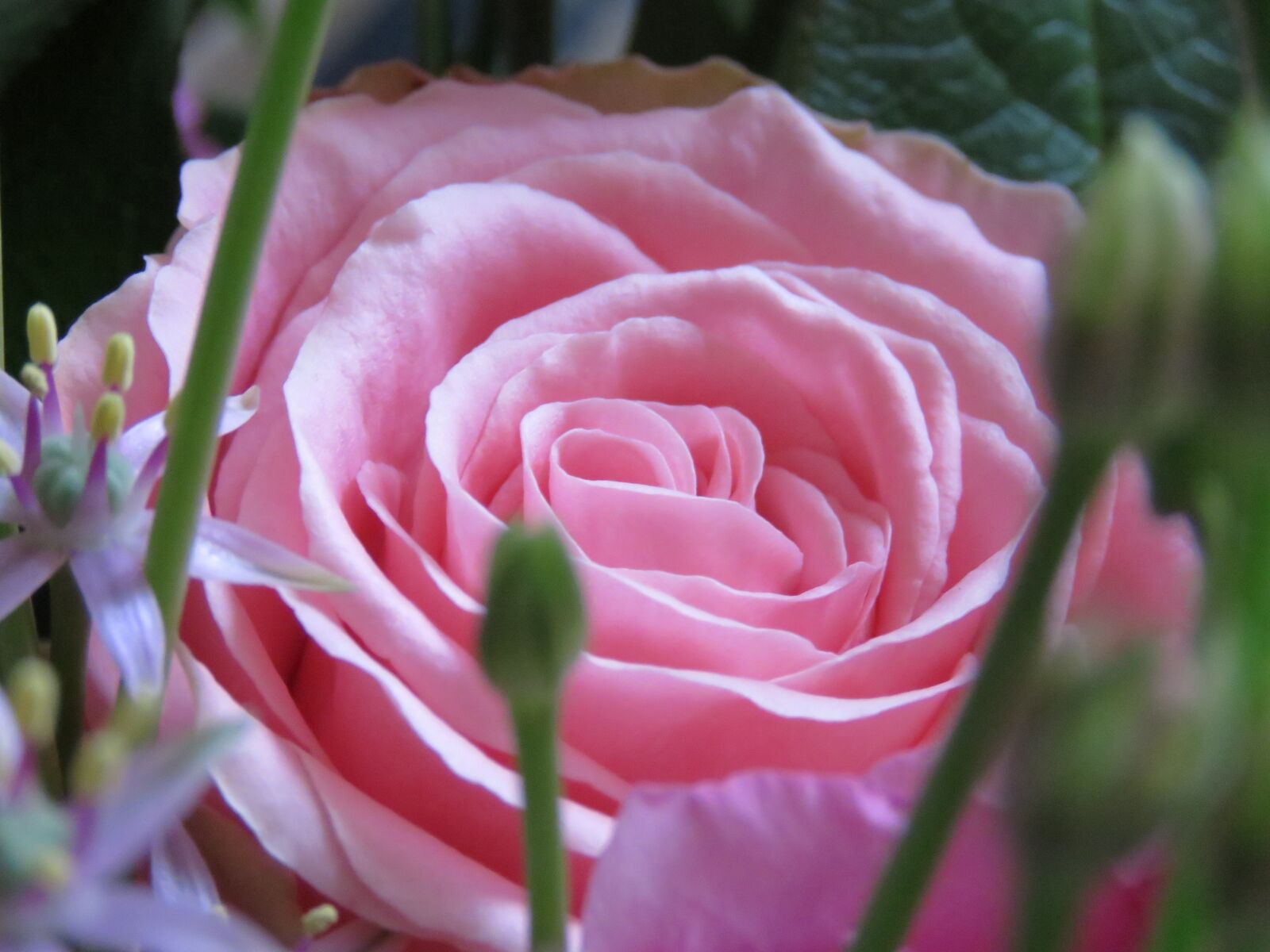 Canon PowerShot SX60 HS sample photo. Rose, pink, flowers photography