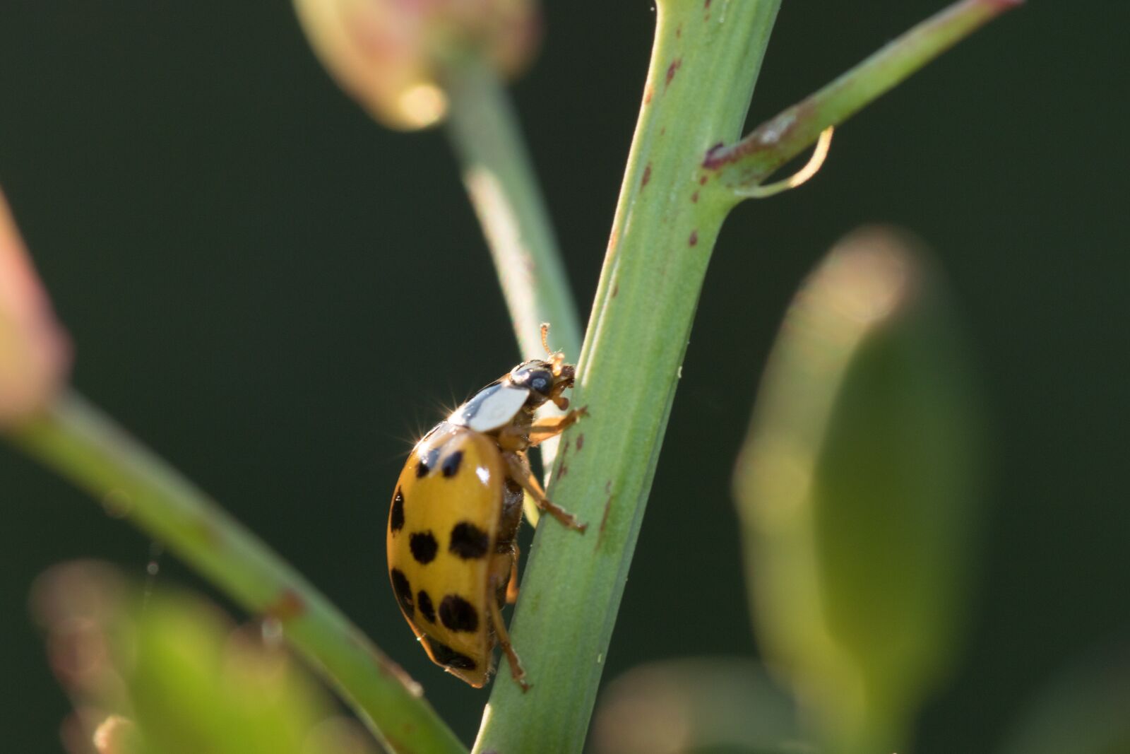 Canon EOS 7D Mark II sample photo. Ladybug, macro, close up photography