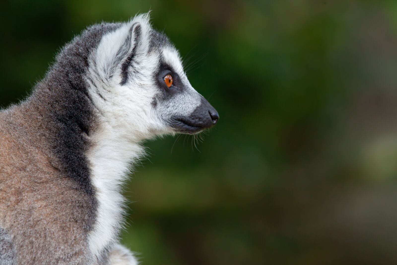 150-600mm F5-6.3 DG OS HSM | Contemporary 015 sample photo. Ring tailed lemur, black photography