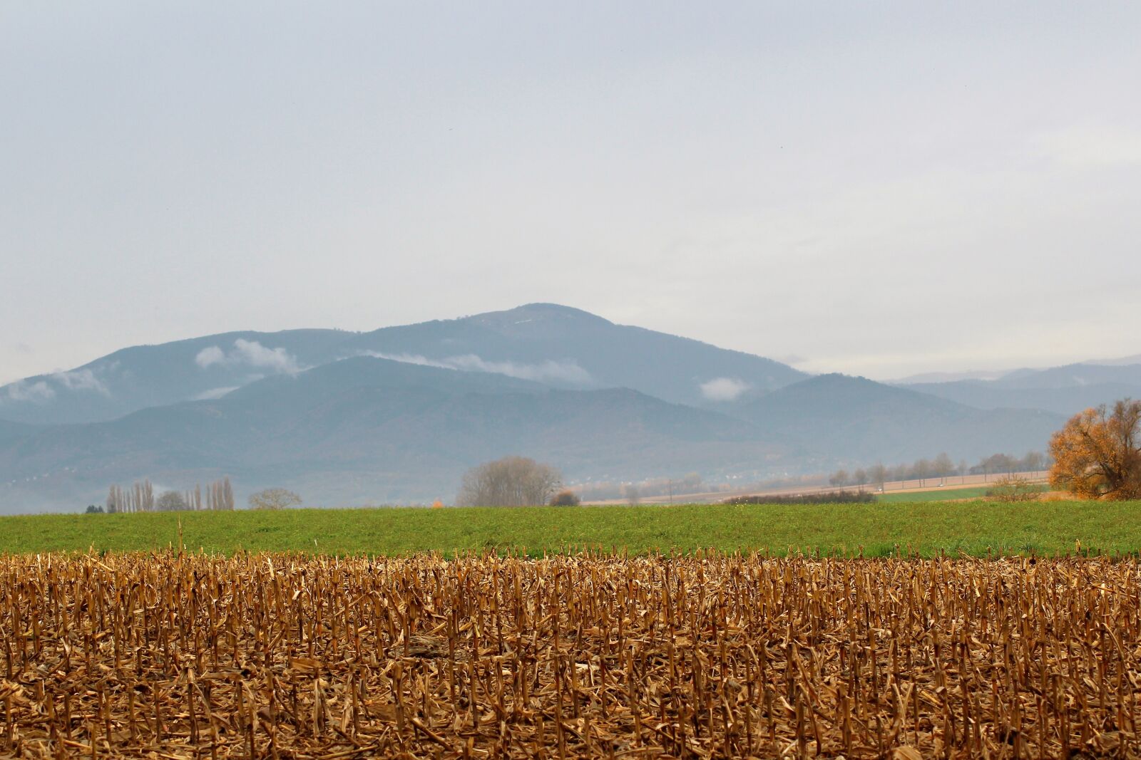 Canon EOS 1200D (EOS Rebel T5 / EOS Kiss X70 / EOS Hi) sample photo. Field, corn, cereals photography