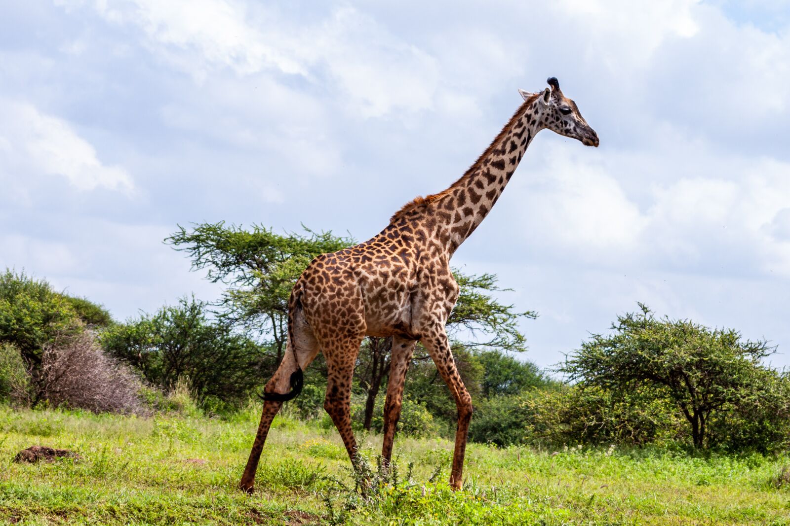 Canon EOS 500D (EOS Rebel T1i / EOS Kiss X3) sample photo. Amboseli national park, kenya photography