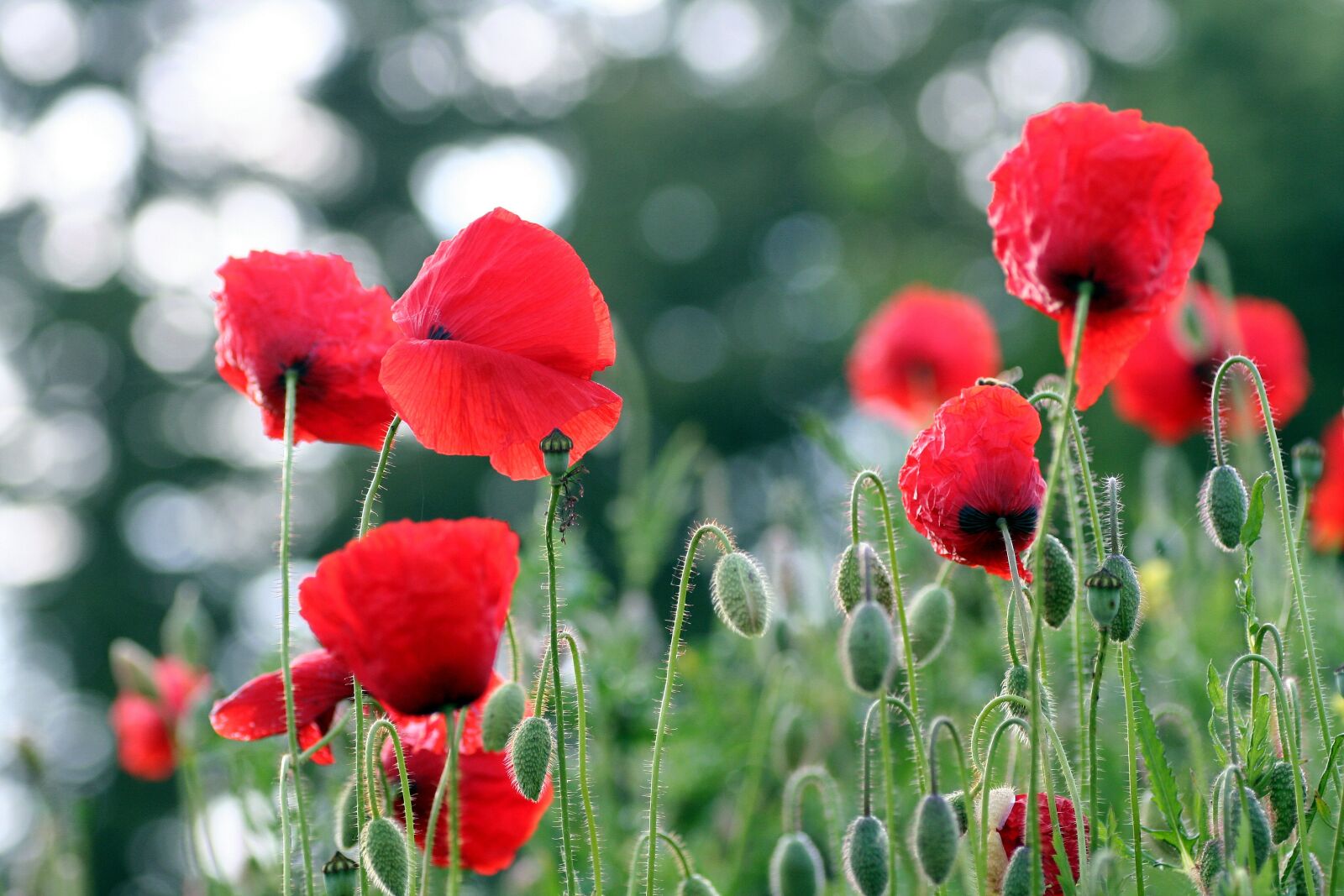 Canon EOS 350D (EOS Digital Rebel XT / EOS Kiss Digital N) sample photo. Poppies, morning, petals photography