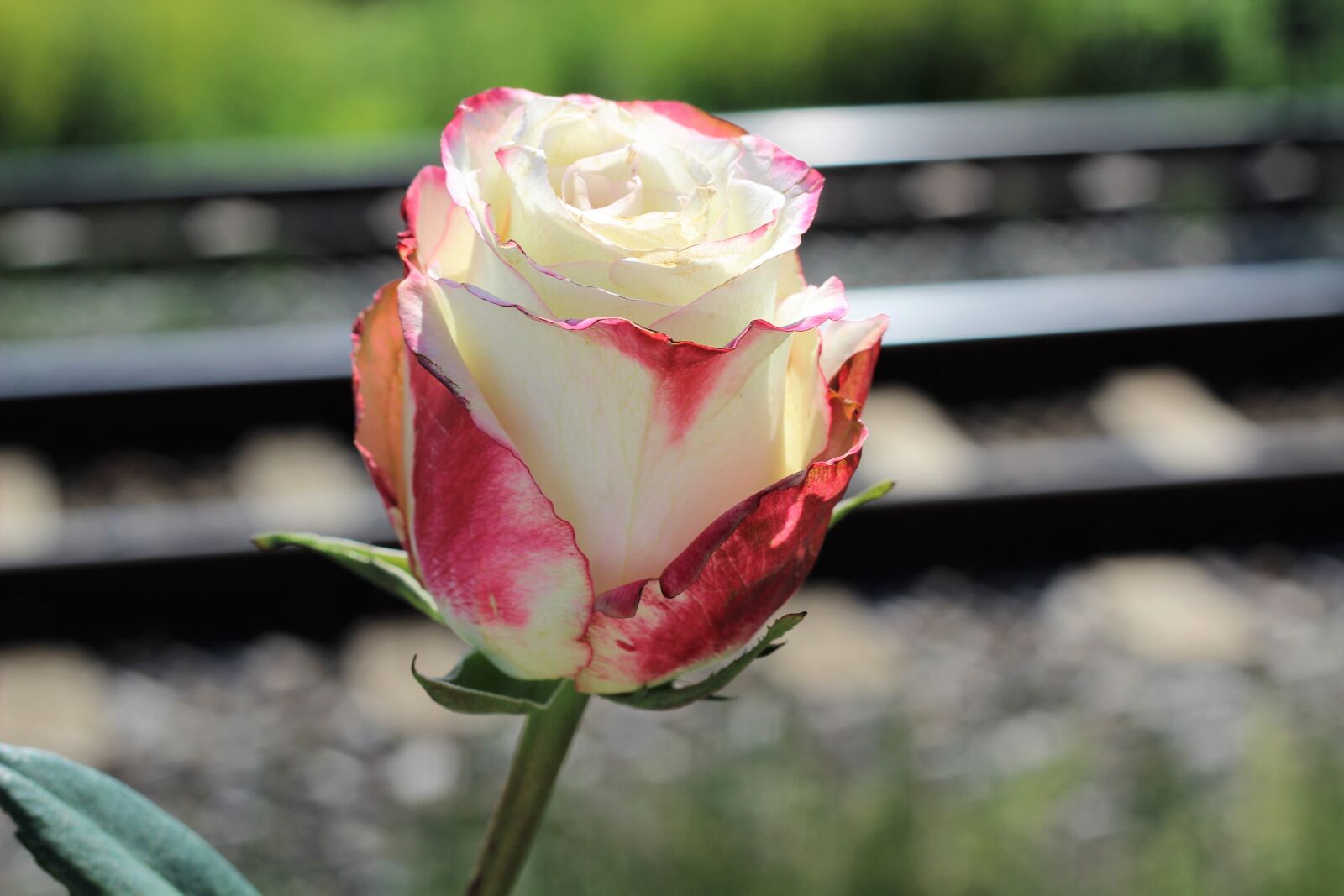 Canon EOS 600D (Rebel EOS T3i / EOS Kiss X5) + Canon EF 50mm F1.8 II sample photo. Stop teenager suicide, white photography