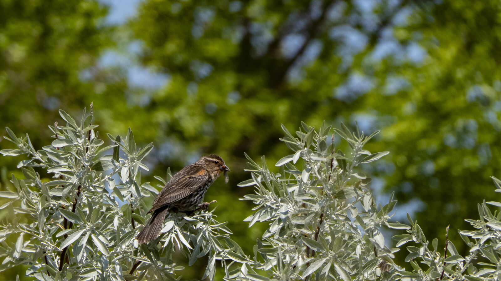 Panasonic Lumix DMC-FZ2500 (Lumix DMC-FZ2000) sample photo. Female, redwing blackbird, with photography