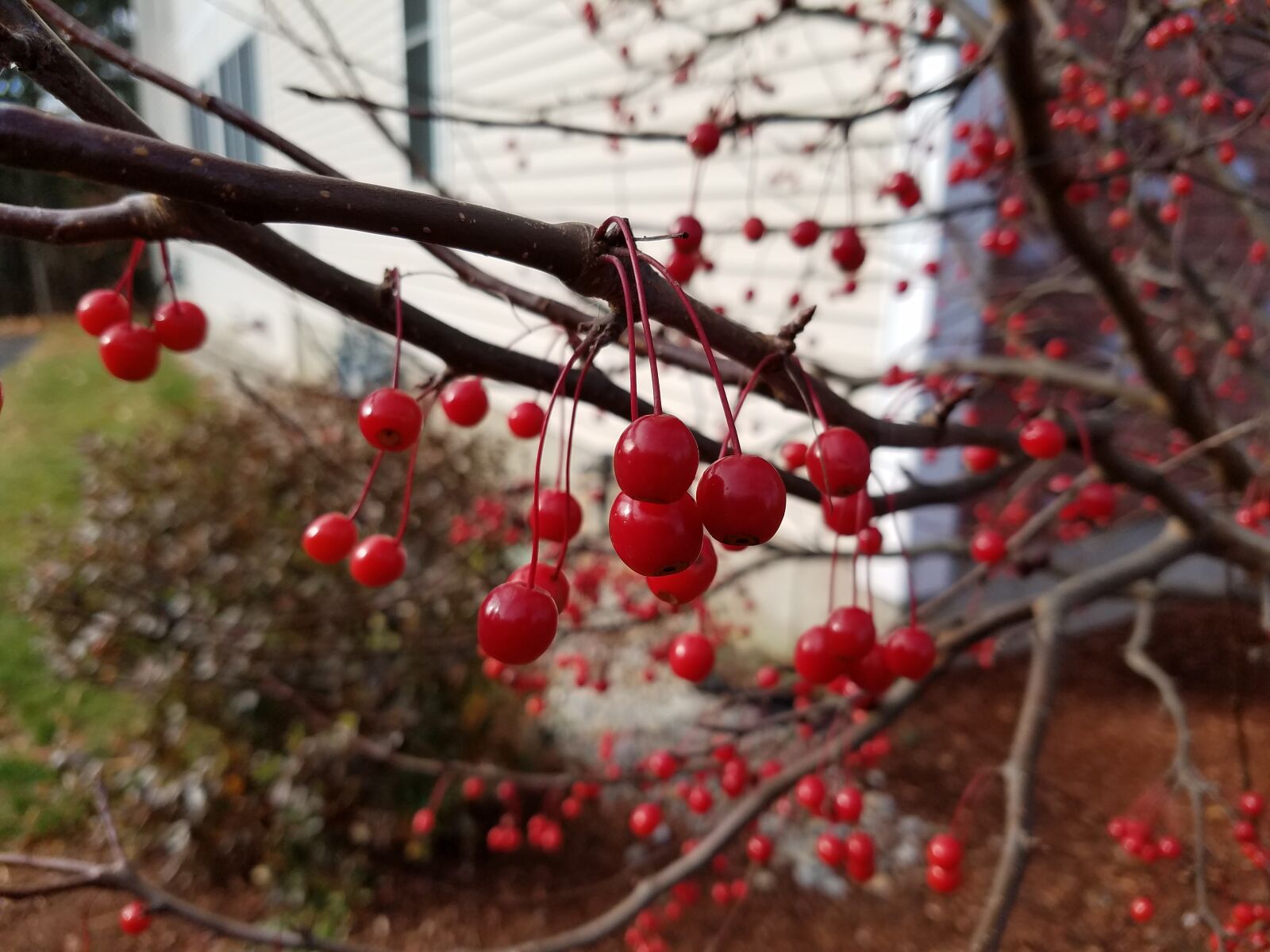 Samsung Galaxy S7 sample photo. Red, winter, berries photography