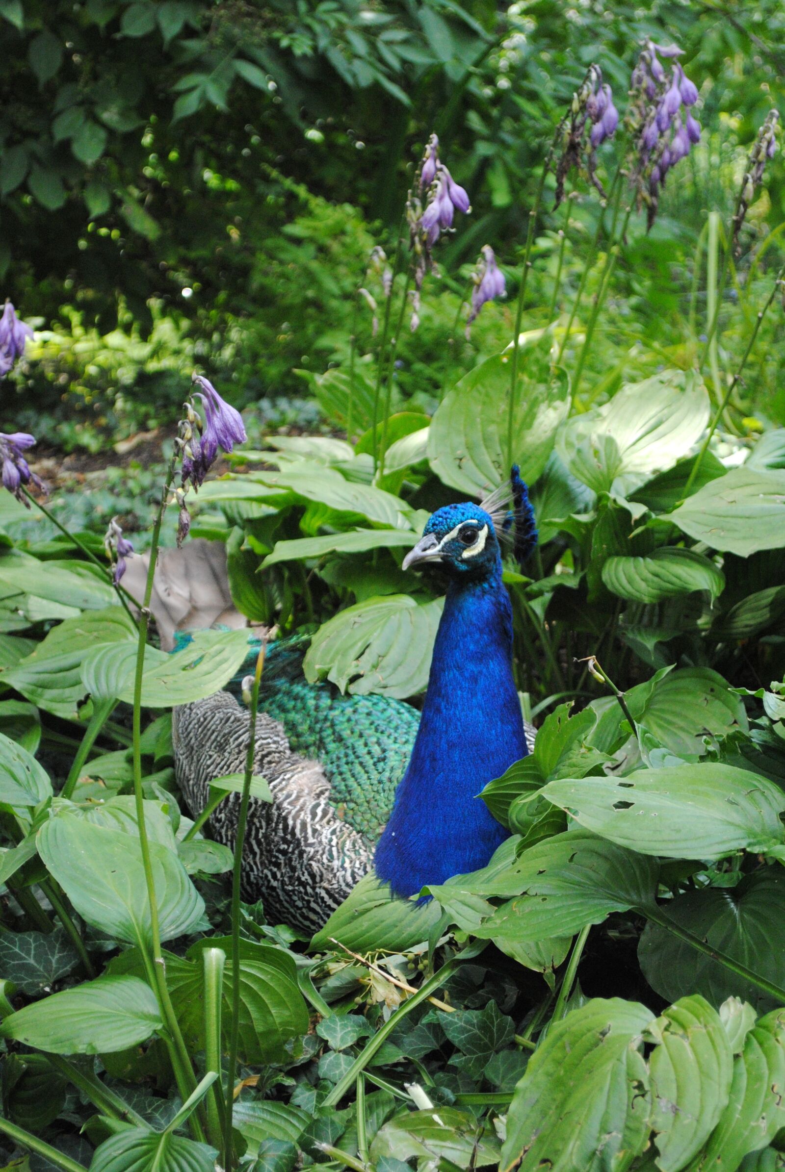 Nikon D3000 sample photo. Peacock, green, bells photography