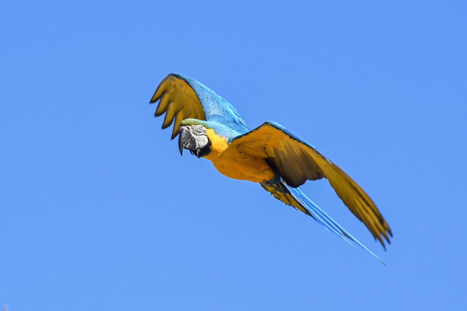 Nikon D500 sample photo. Parrot, blue macaw, fly photography