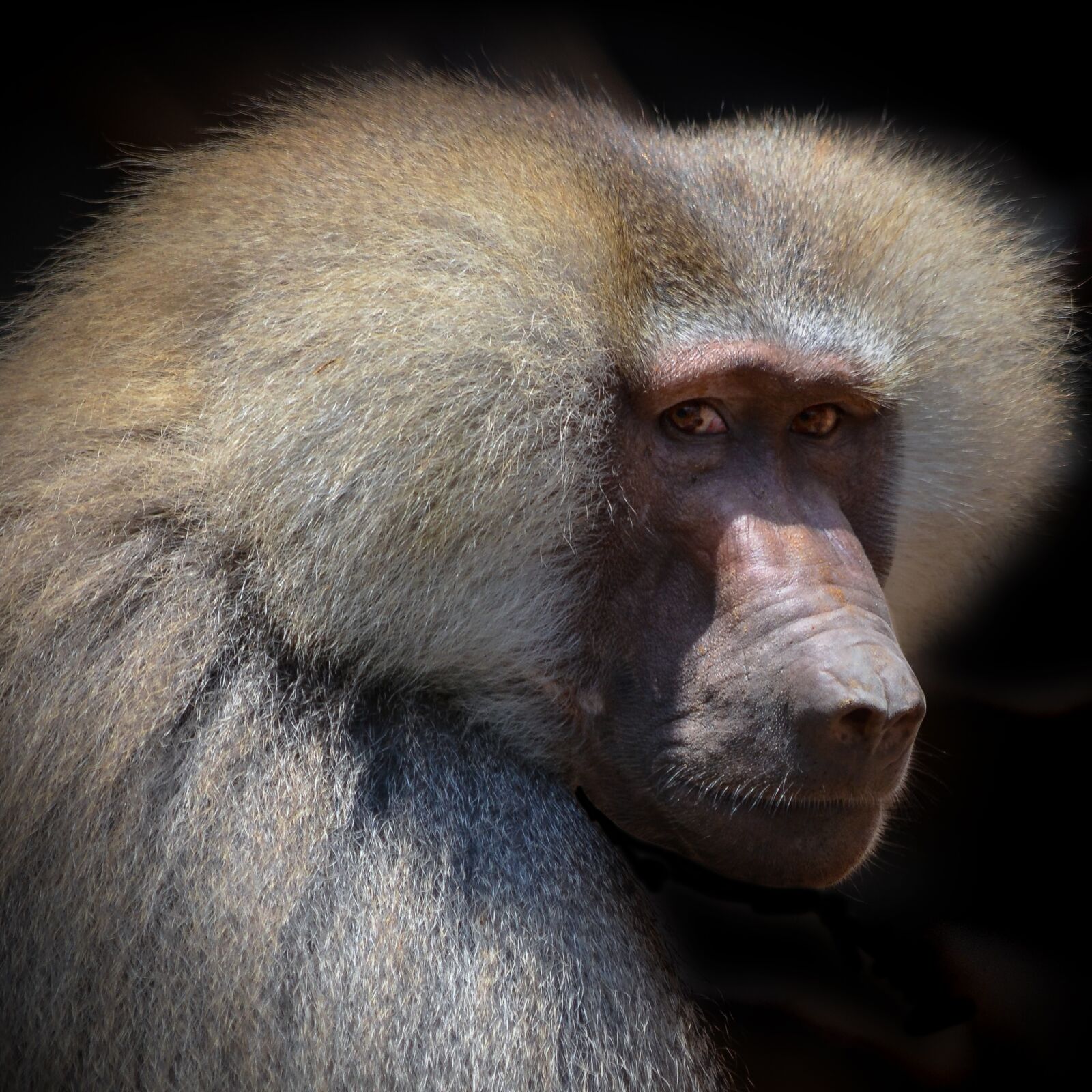 Nikon D5100 sample photo. Baboon, portrait, face photography