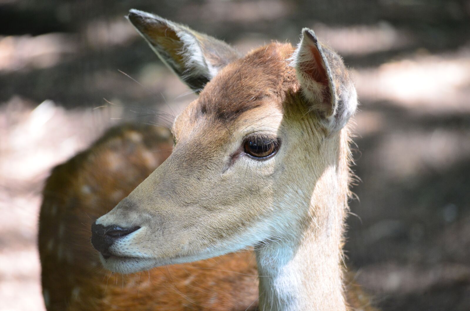 Nikon D5100 sample photo. Roe deer, wild, nature photography