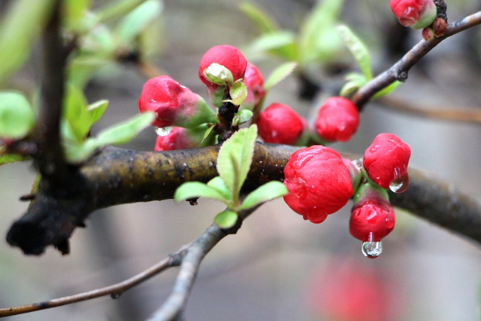 Canon EOS 650D (EOS Rebel T4i / EOS Kiss X6i) sample photo. People who tree flower photography