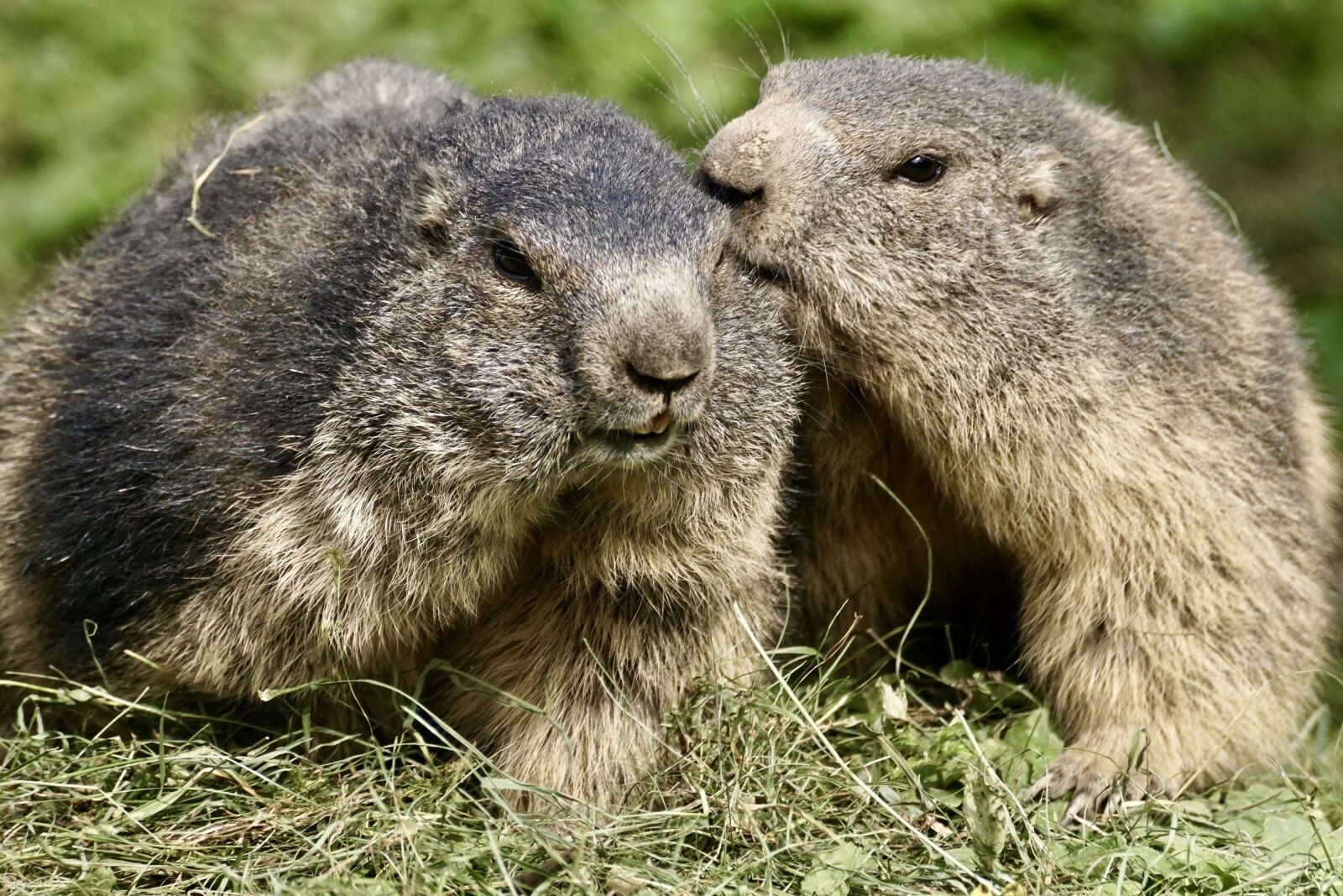 Sony DT 55-300mm F4.5-5.6 SAM sample photo. Marmot, rodent, alpine photography