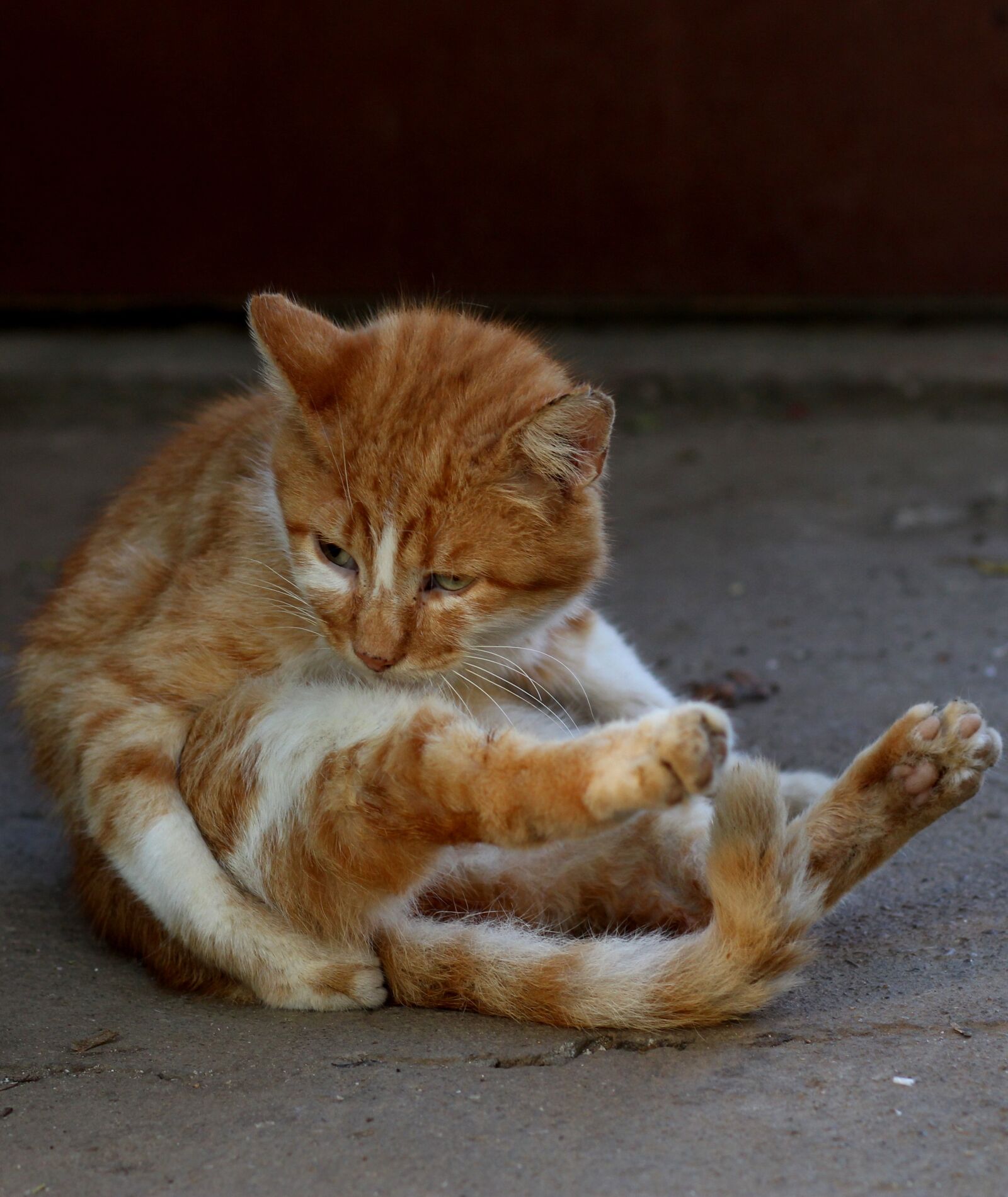 Canon EOS 700D (EOS Rebel T5i / EOS Kiss X7i) + Canon EF 85mm F1.8 USM sample photo. Cat, red, position photography