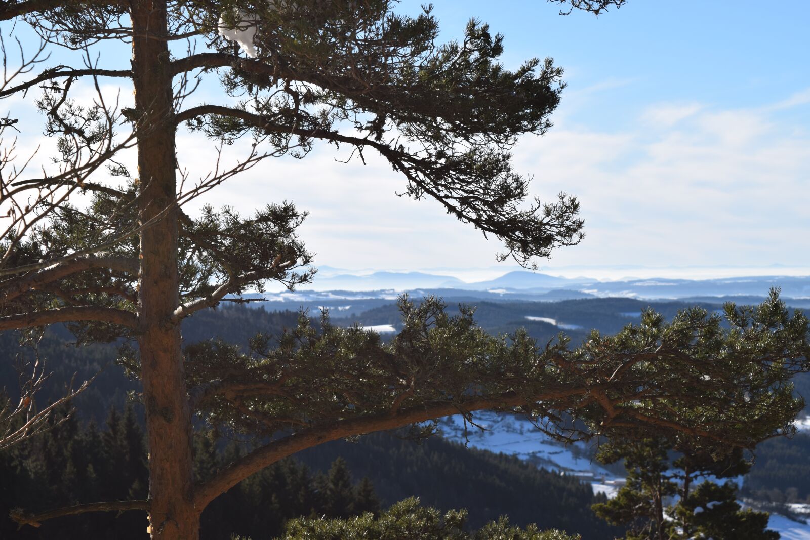 Nikon D5300 sample photo. Nature, trees, sky photography