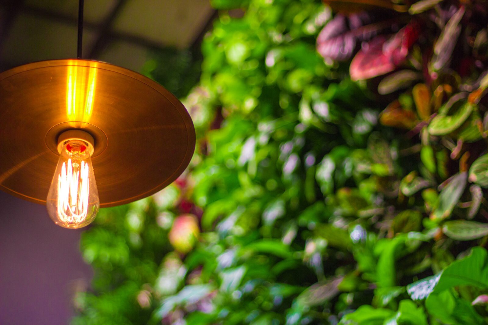 Canon EOS 60D + Canon EF 50mm F1.8 II sample photo. Bulb, garden, hanging, garden photography