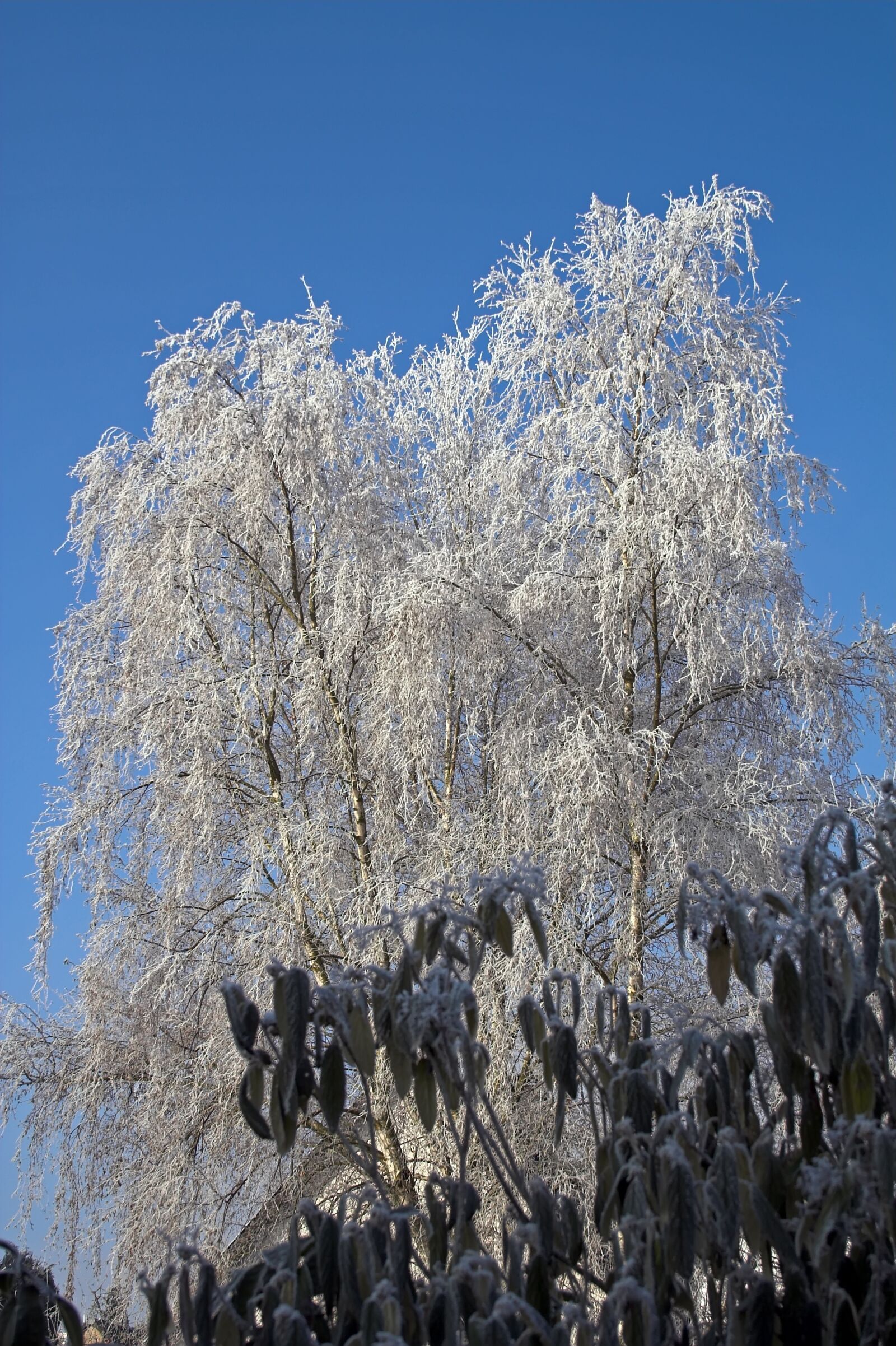 Canon EOS 350D (EOS Digital Rebel XT / EOS Kiss Digital N) sample photo. Frost, tree, nature photography