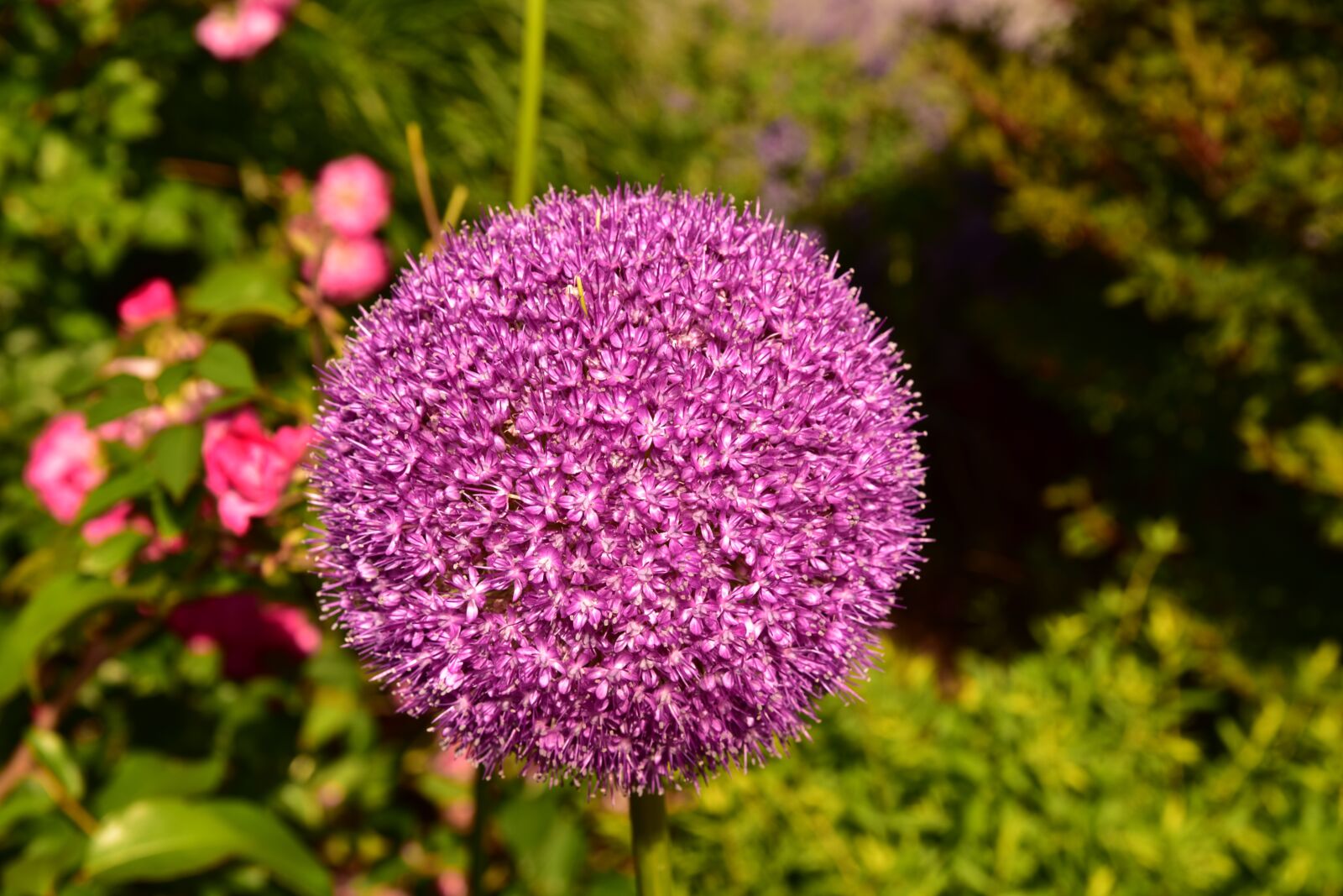 Nikon D810 sample photo. Nyc, botanical garden, landscape photography