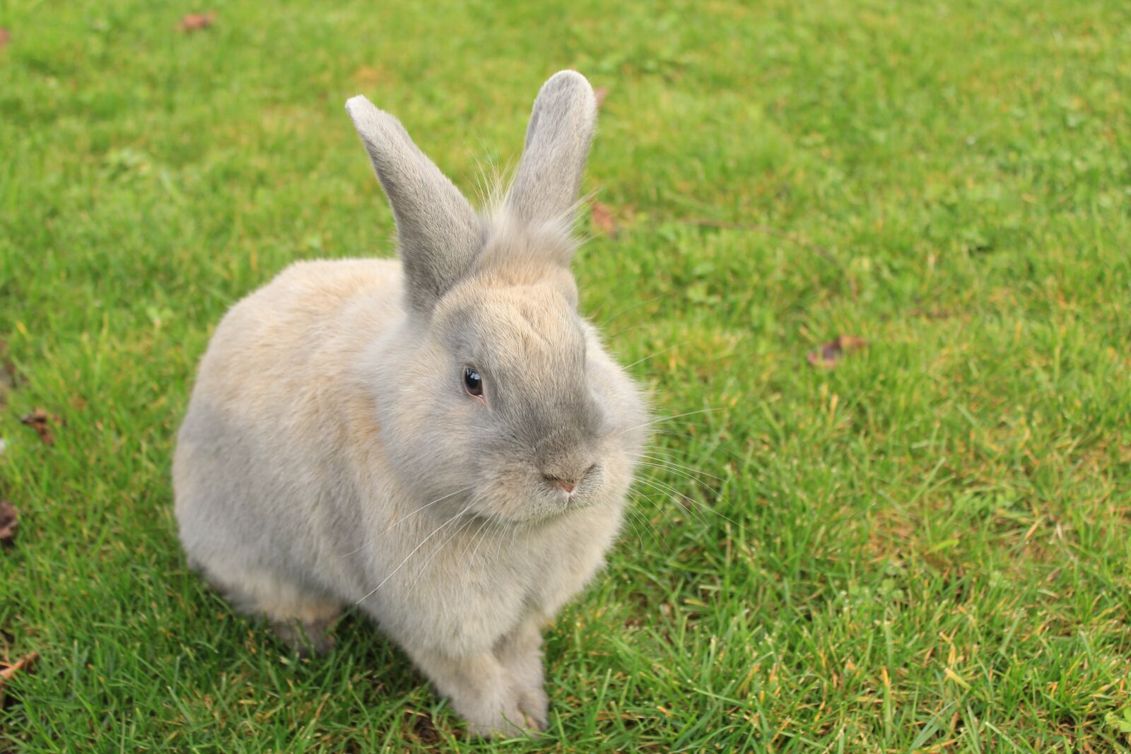 Canon EOS 1200D (EOS Rebel T5 / EOS Kiss X70 / EOS Hi) sample photo. Rabbit, pet, animal photography
