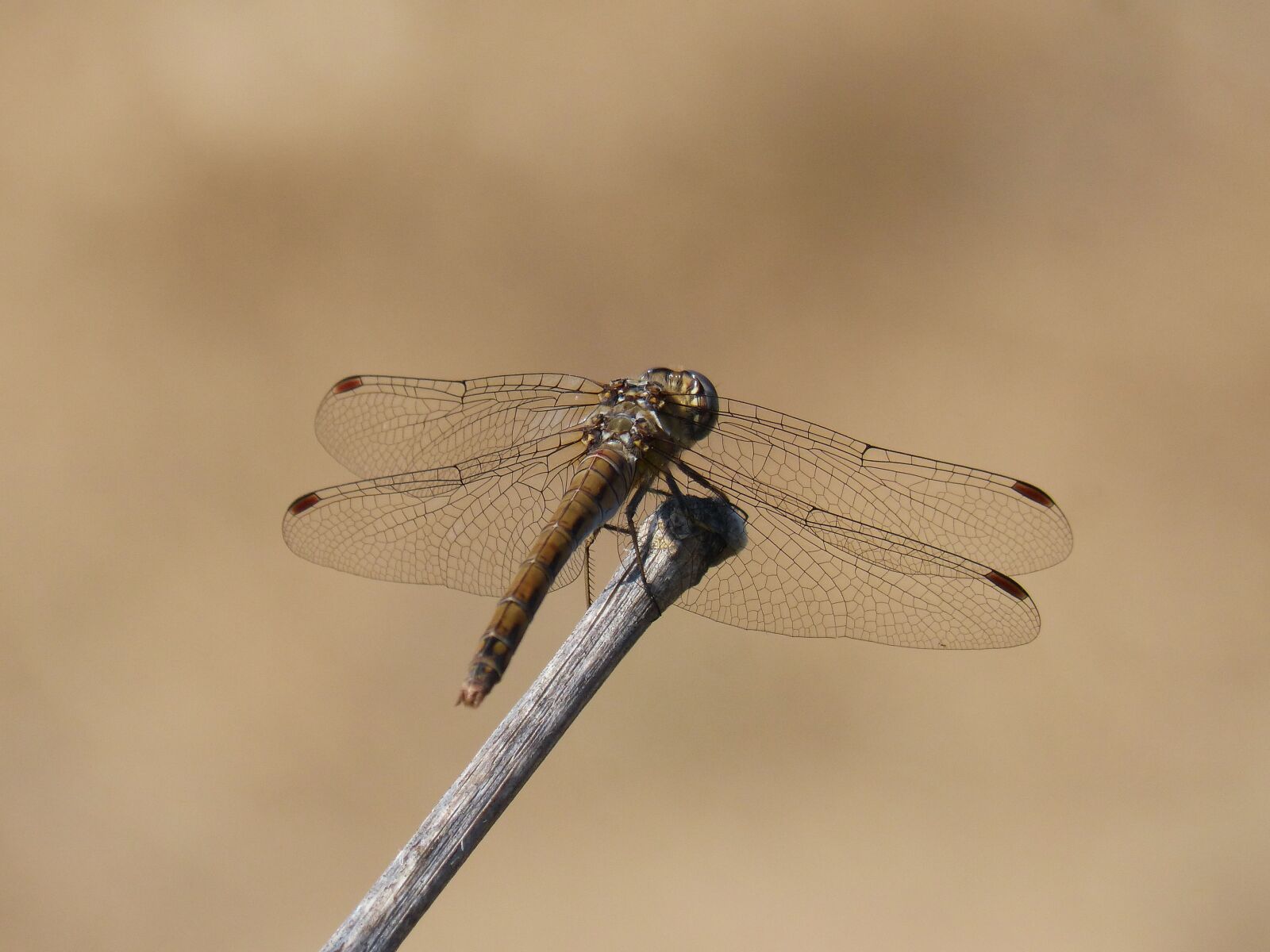 Panasonic DMC-FZ62 sample photo. Dragonfly, branch, sympetrum striolatum photography