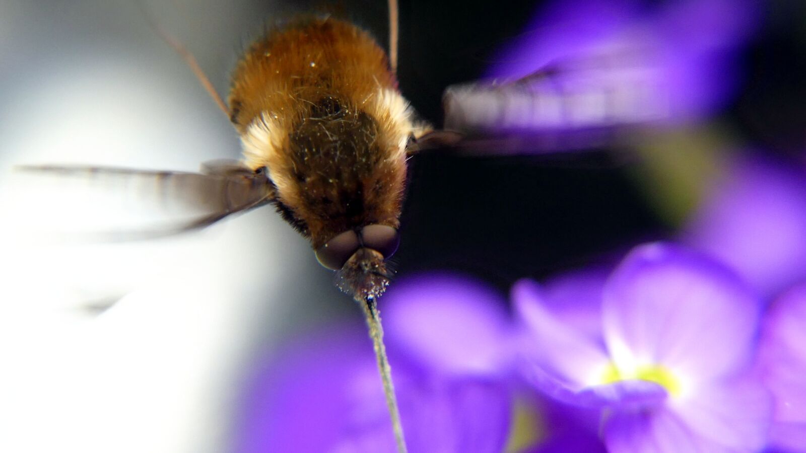 Panasonic Lumix DMC-FZ300 sample photo. Insect, hummel, nature photography