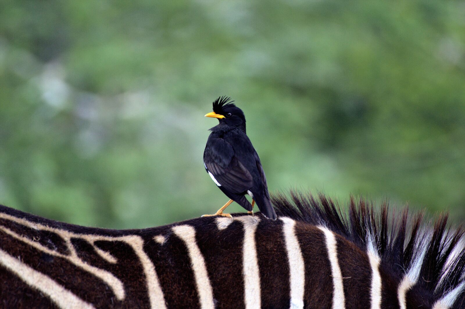 Nikon D3200 sample photo. Bird, zebra, stripes photography
