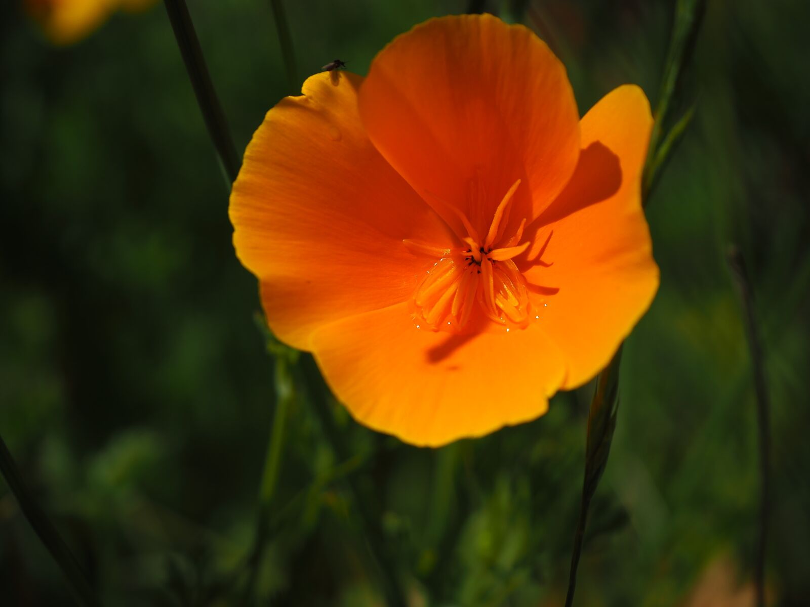 Olympus OM-D E-M10 III sample photo. Garden, flowers, summer photography