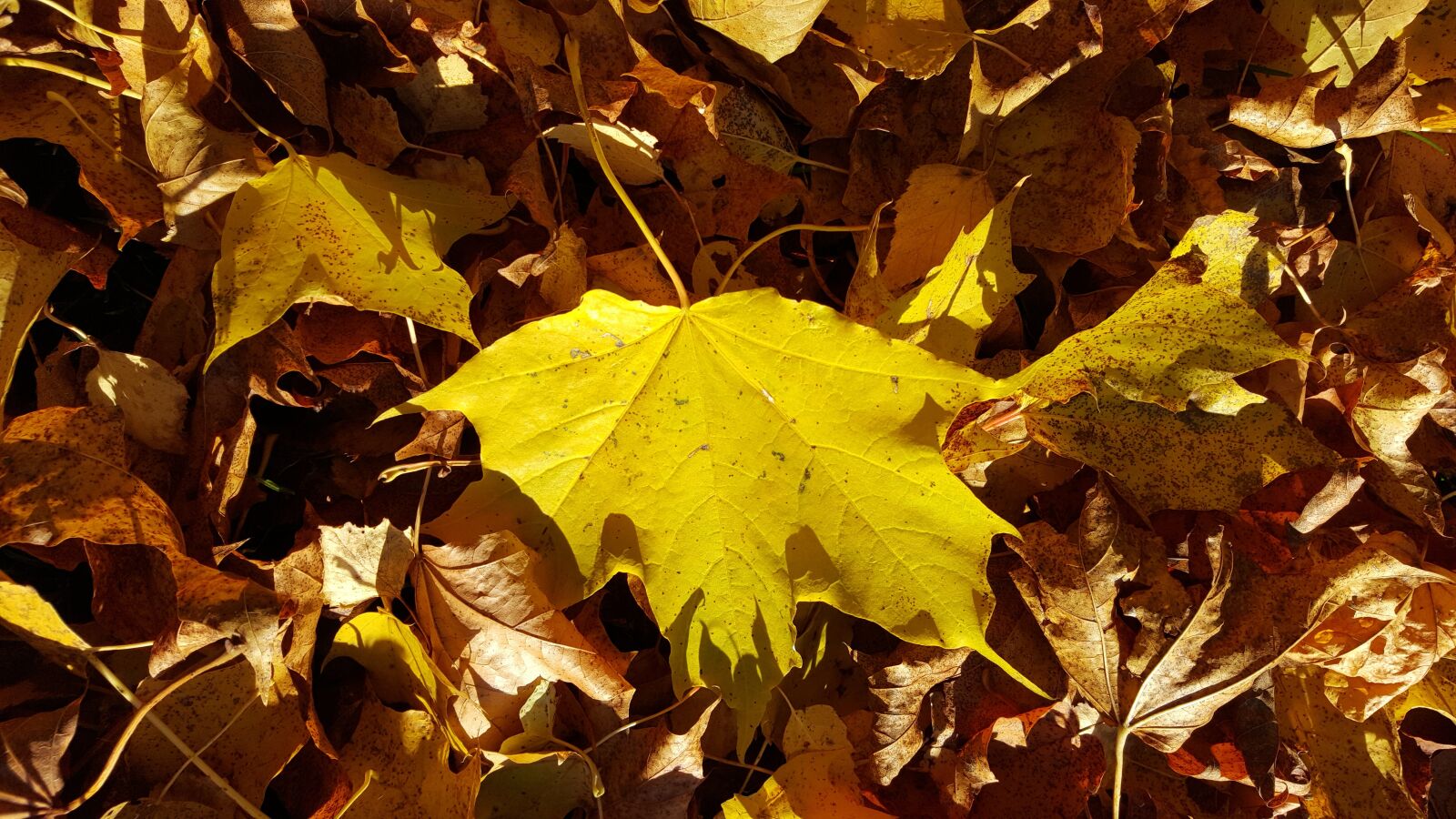 Samsung GALAXY S6 edge sample photo. Autumn, leaf, nature photography