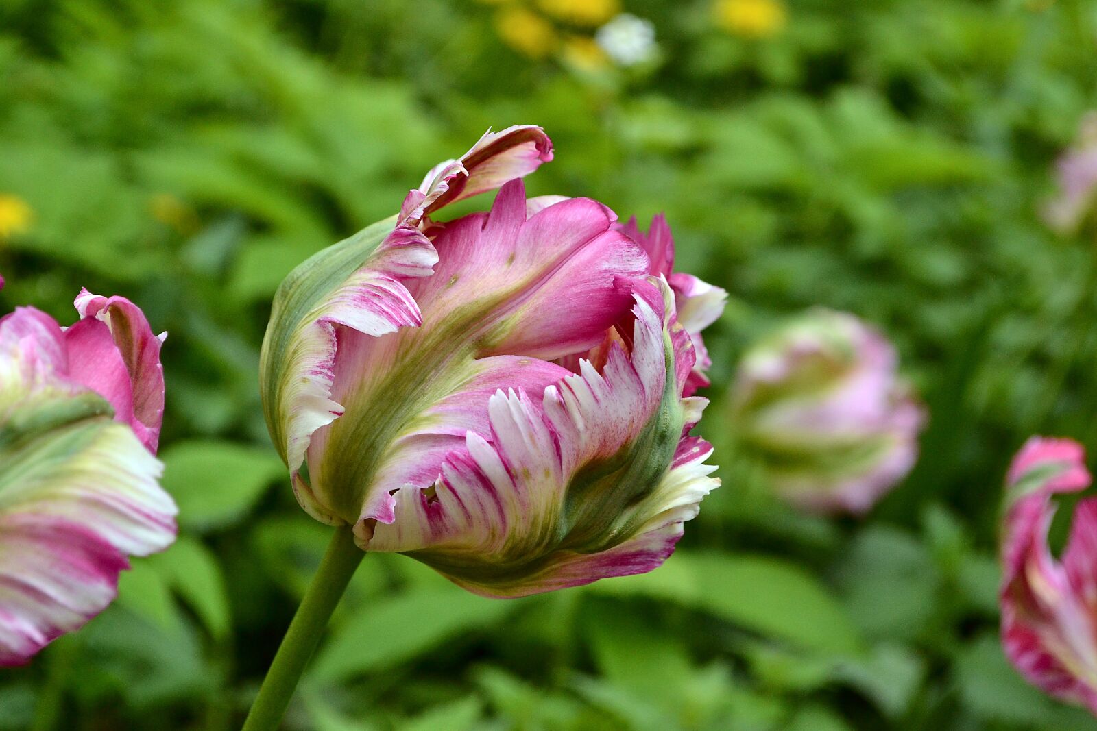 Nikon D3100 sample photo. Flowers, tulips, holland photography