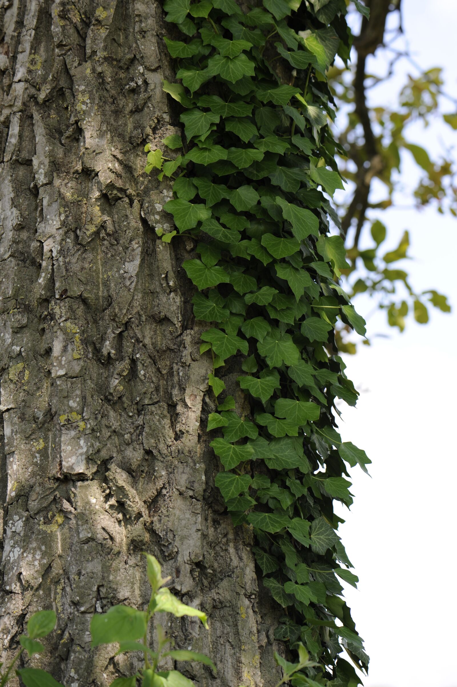 Nikon D700 sample photo. Ivy, tree, bark photography