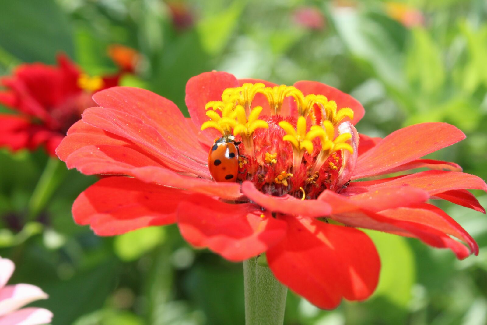 Canon EOS 500D (EOS Rebel T1i / EOS Kiss X3) sample photo. Nature, close up, plant photography