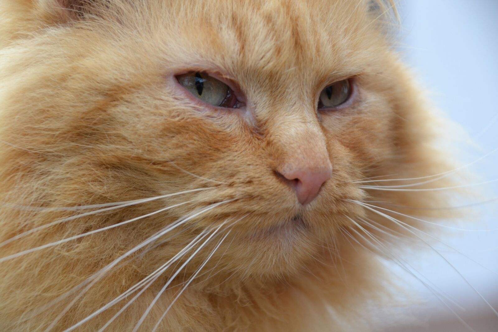 Nikon D3100 sample photo. Cat, red, close up photography