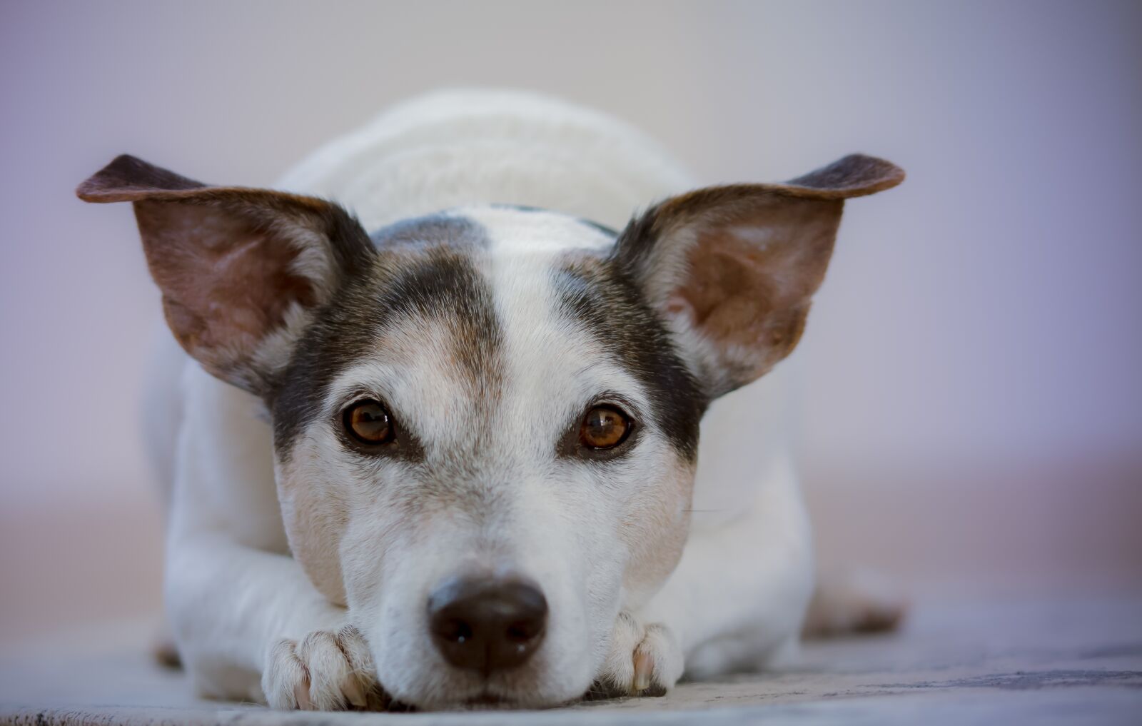 Sony SLT-A58 + 105mm F2.8 sample photo. Dog, pet, animal photography