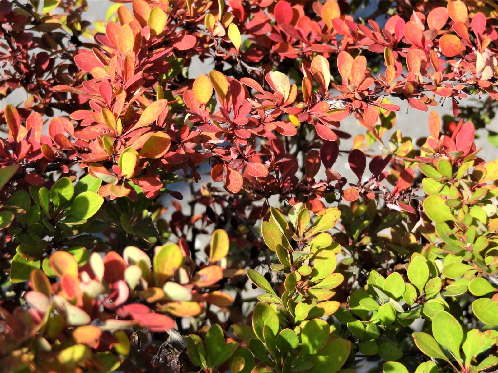 Sony Cyber-shot DSC-HX9V sample photo. The beauty of nature photography