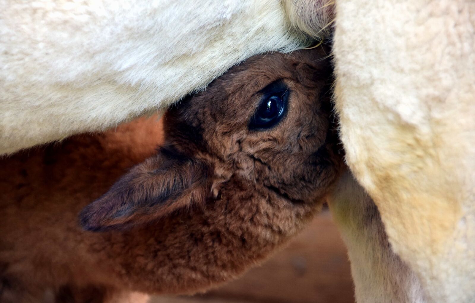 Nikon D3300 sample photo. Eye, head, young, alpaca photography