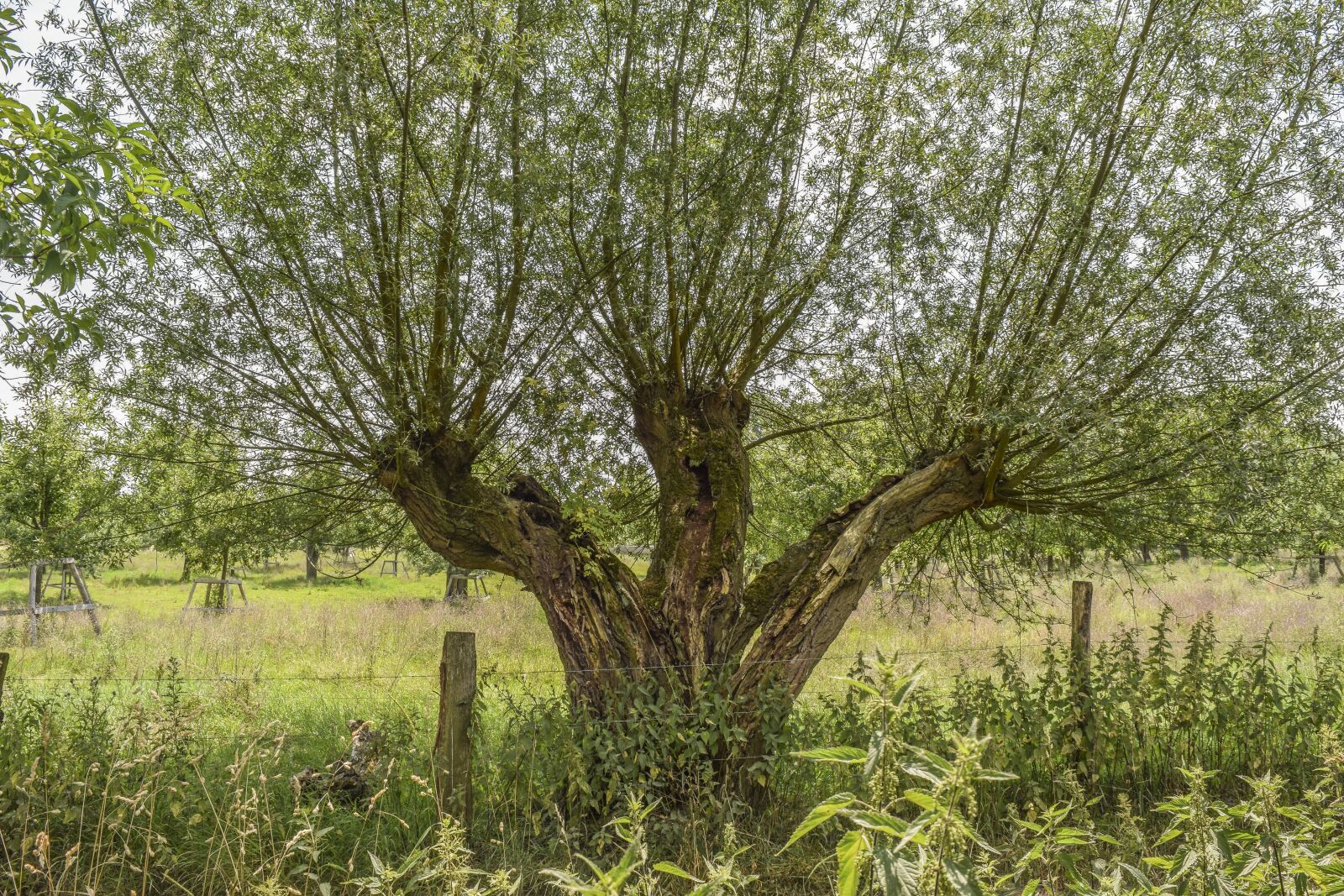 Nikon D3300 sample photo. Tree, nature, pasture photography