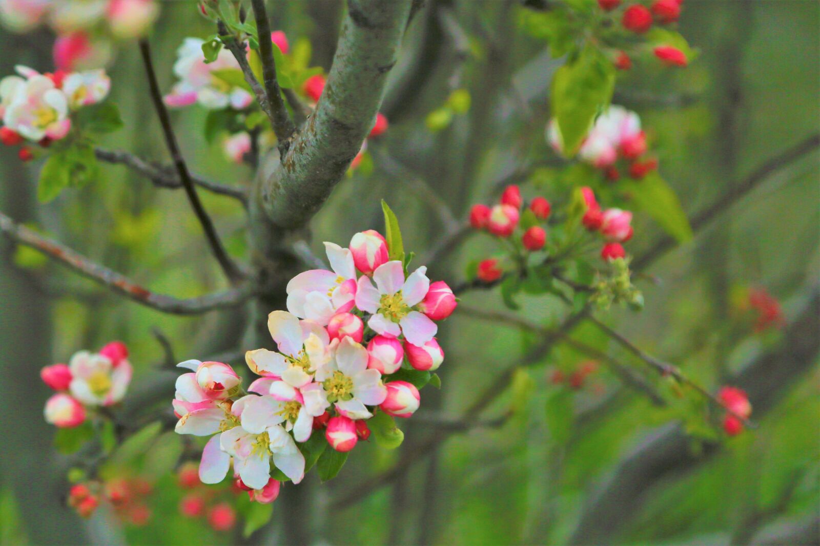 Canon EOS 5D Mark III sample photo. Flower, bud, spring photography