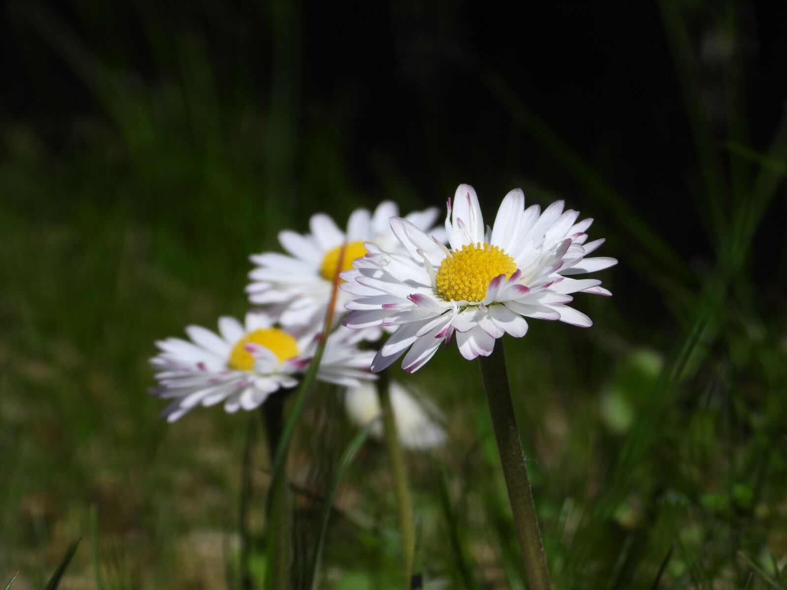 Nikon Coolpix P1000 sample photo. Daisies, daisy, lawn photography