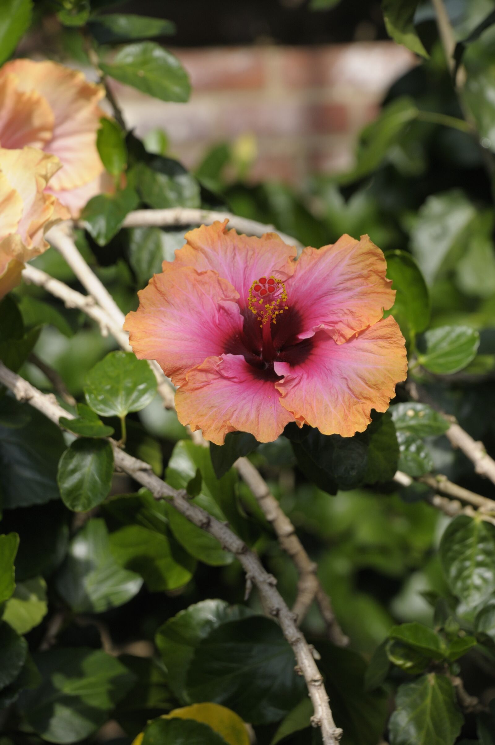 Nikon D300 sample photo. Orchid, flower, blossom photography