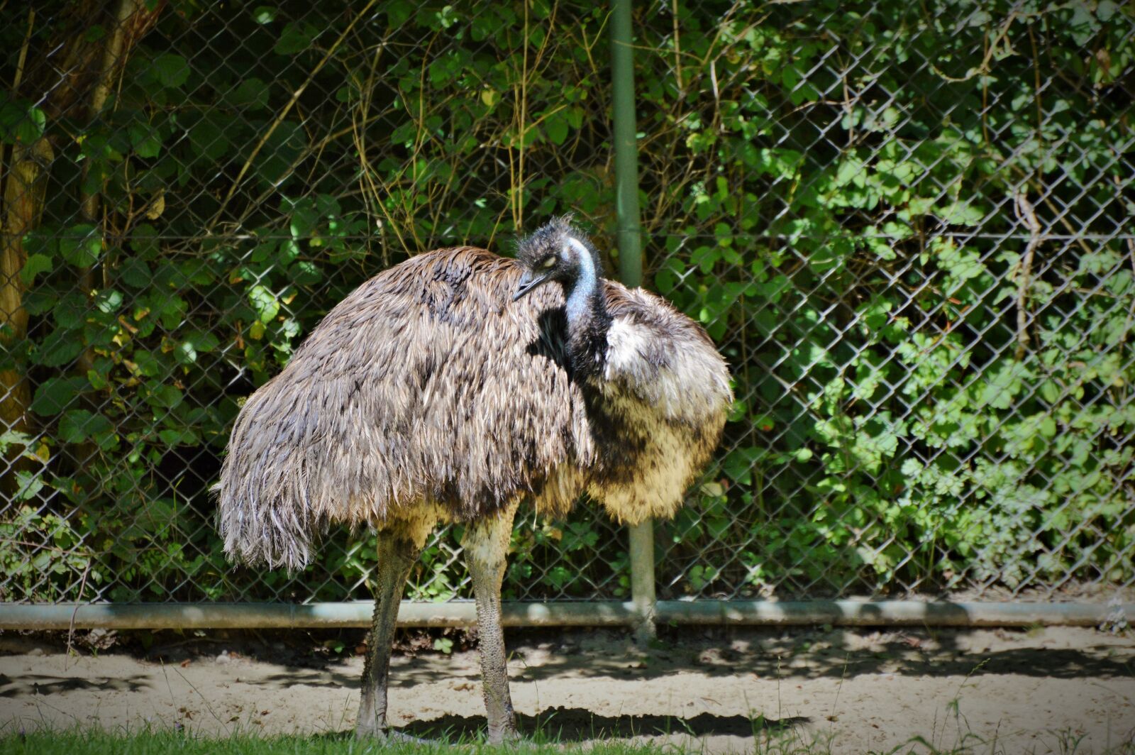 Nikon D3200 sample photo. Emu, flightless bird, bird photography