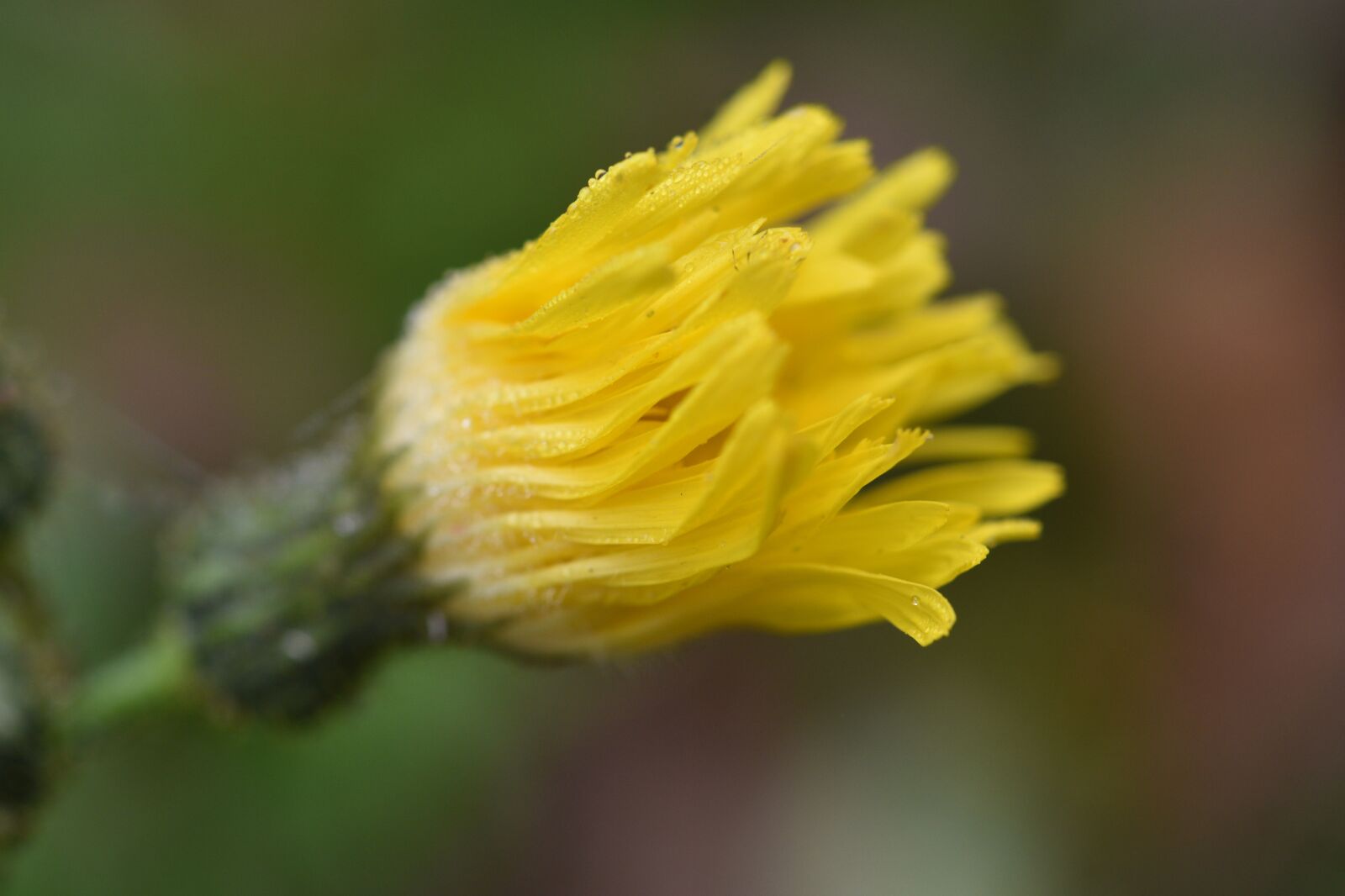 Nikon D750 sample photo. Dandelion, wildflower, nature photography