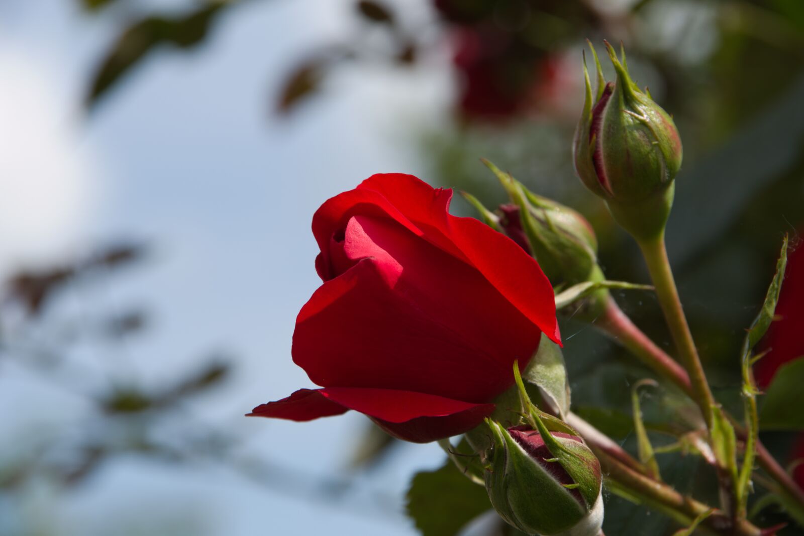Pentax K-70 sample photo. Rose, blume, rot photography